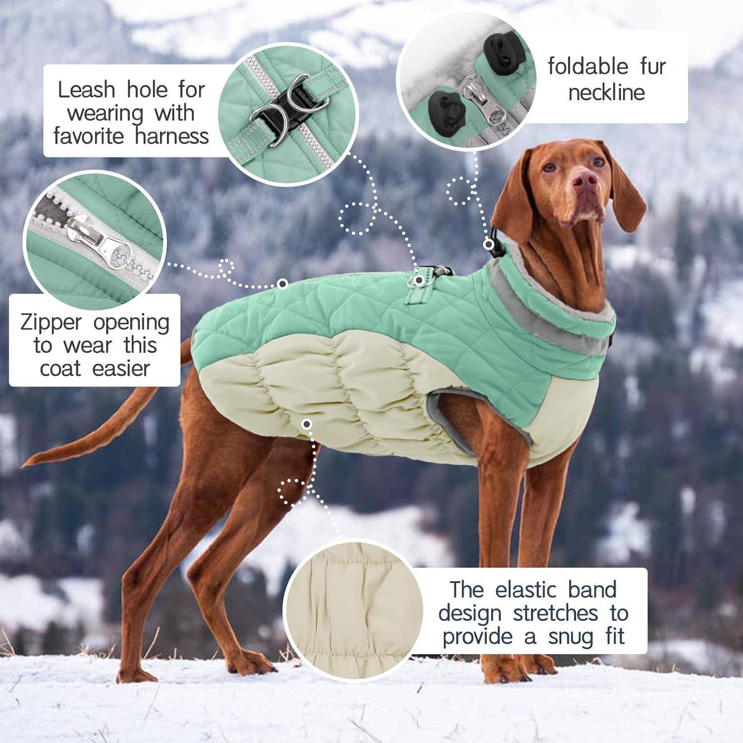 Ein Hund, der einen grünen Mantel trägt, mit einer Leinenlöffnung, Reißverschluss, umlegbarem Pelzkragen und einem elastischen Band für eine enge Passform.