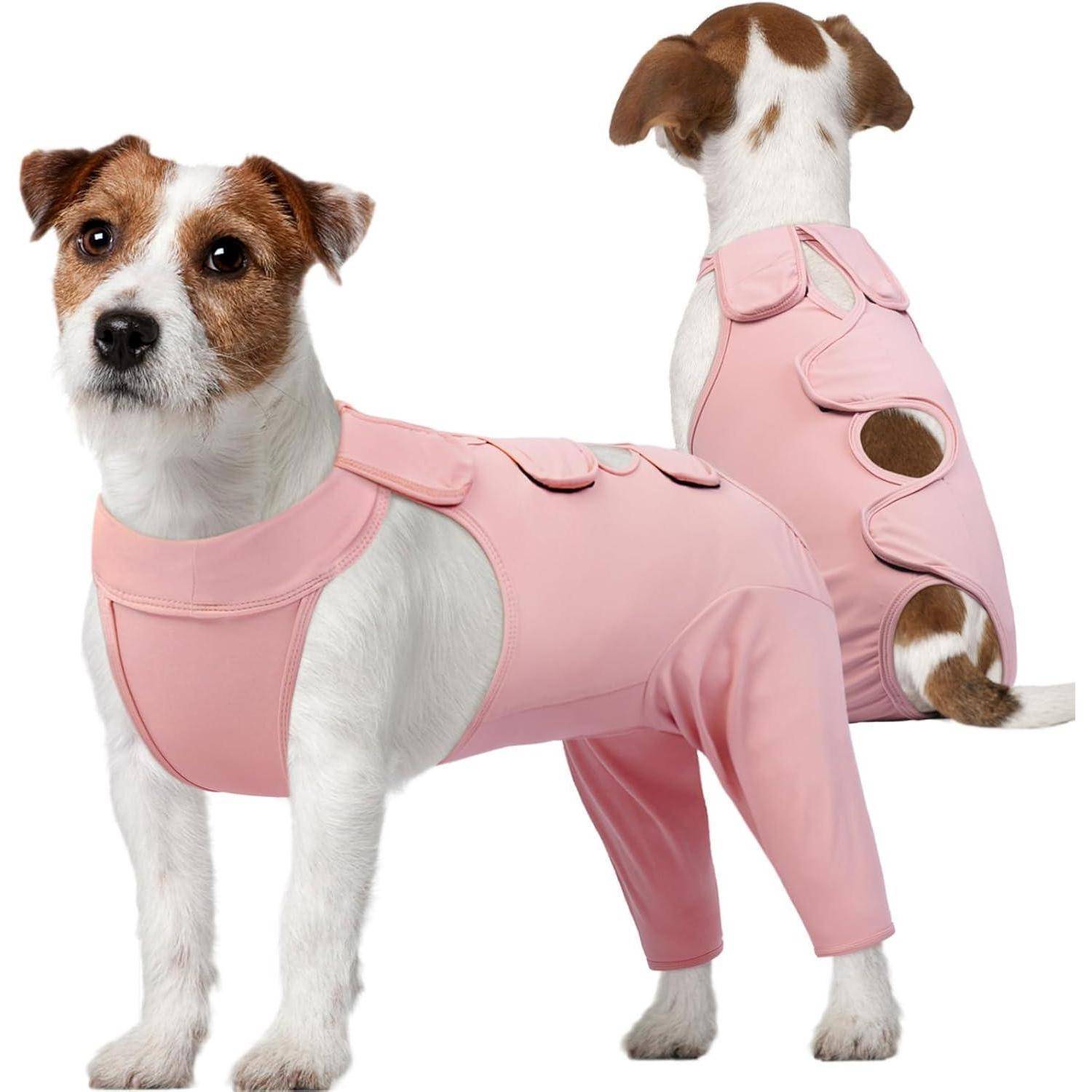 Ein kleiner weißer und brauner Hund, der einen rosa, ganzkörperlichen Genesungsanzug mit Bein- und Rückenabdeckung trägt, der nach vorne und hinten blickt.