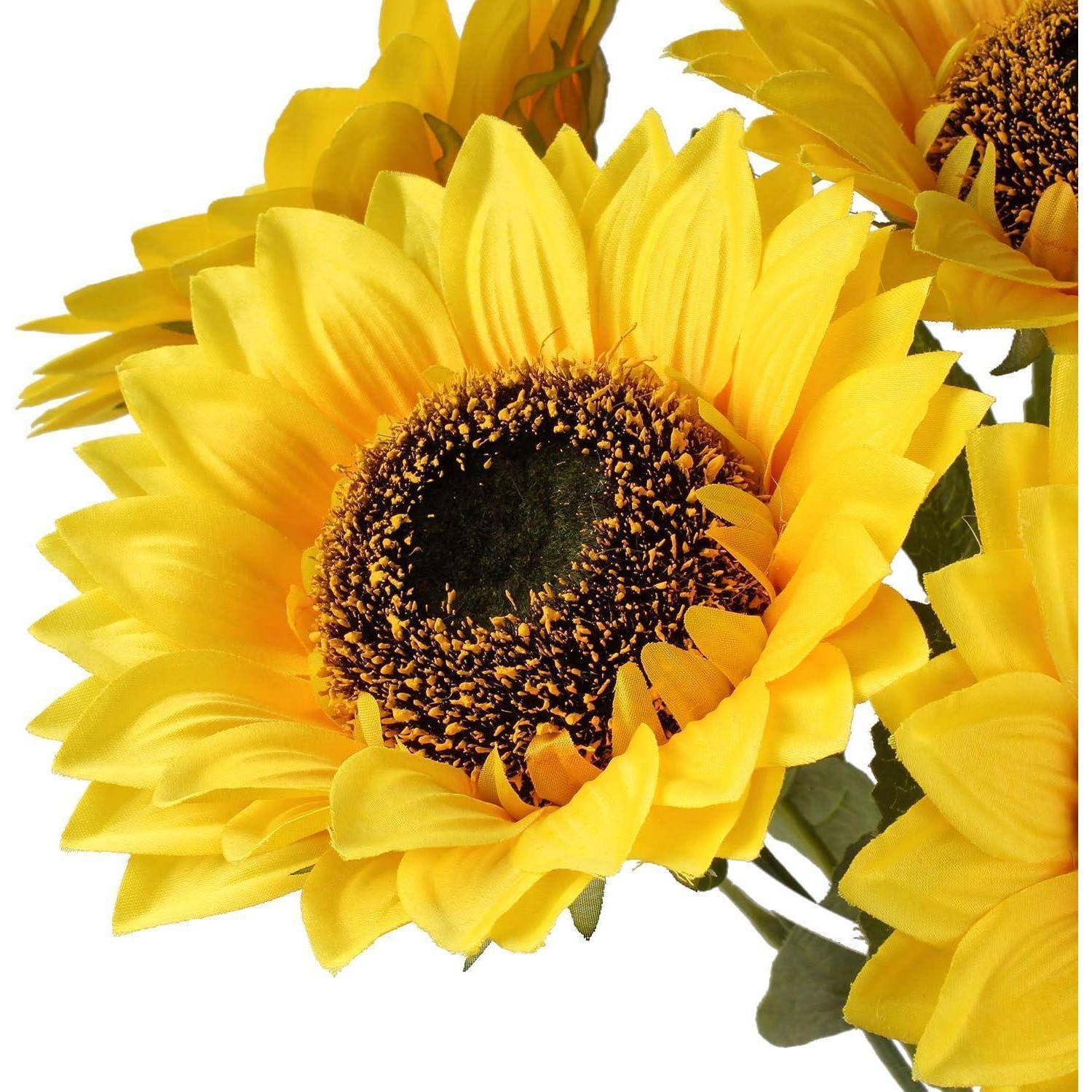 Strahlend gelbe Sonnenblume mit einem großen dunklen Zentrum, umgeben von üppigem grünem Blattwerk vor einem weißen Hintergrund.
