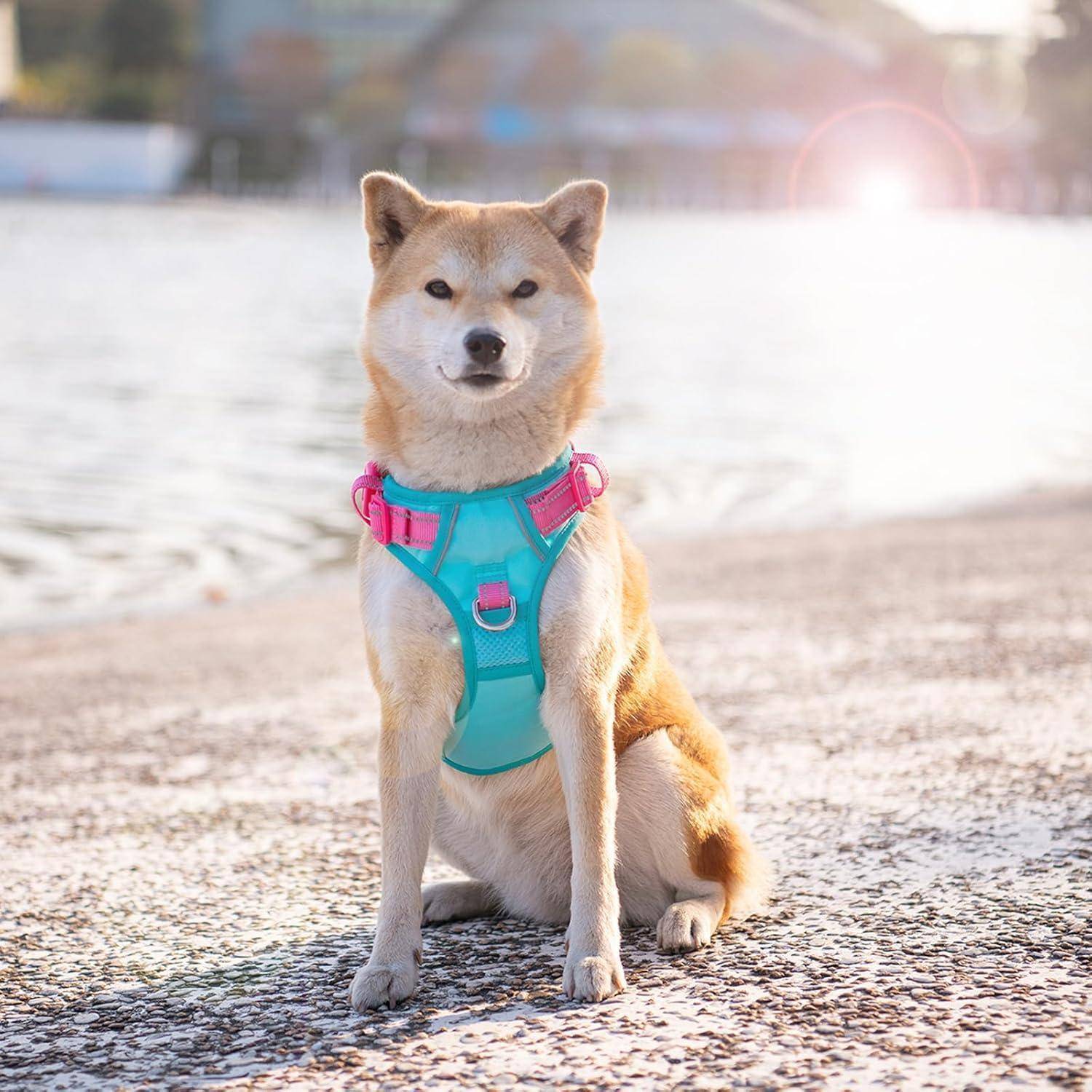 Hundegeschirr NoPull Mintgrüne Basis und Rosa Träger Medium