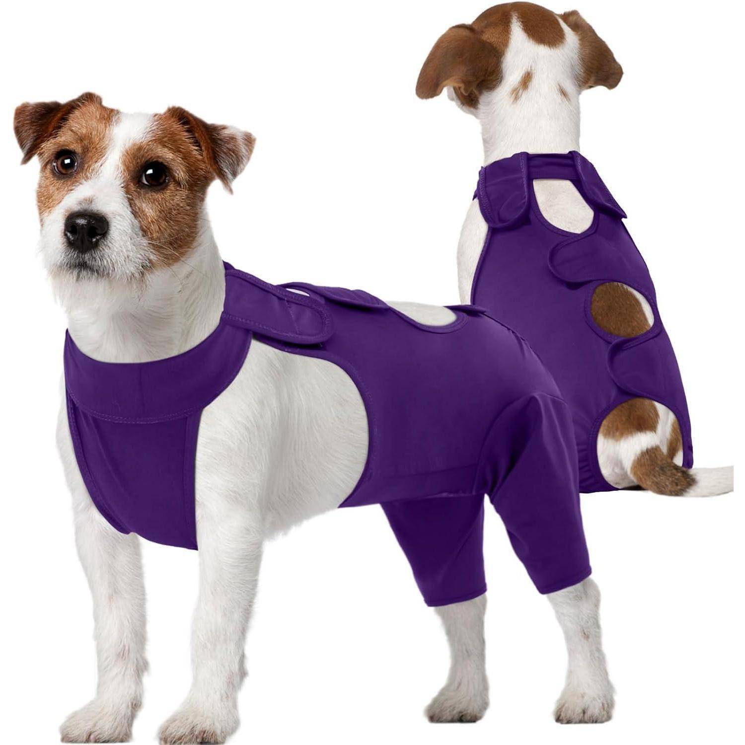 Zwei kleine Hunde, die violette Genesungsanzüge tragen, von vorne und hinten gezeigt. Die Anzüge bedecken ihre Körper und lassen Köpfe und Schwänze unbedeckt.
