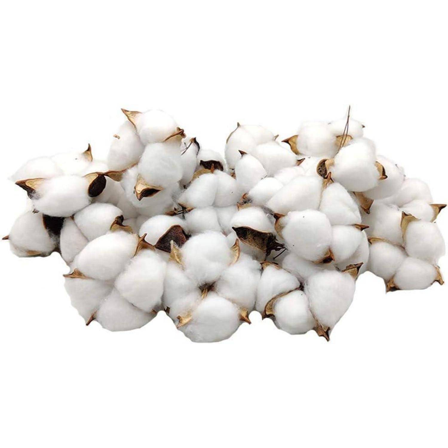 Ein Bündel weißer Baumwollbollen mit braunen Stängeln, die ihre flauschige Textur und natürliche Erscheinung vor einem einfarbigen Hintergrund präsentieren.