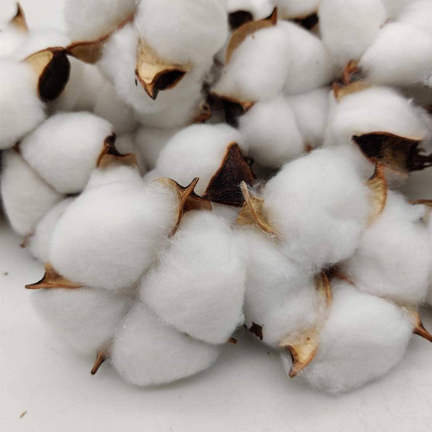 Baumwollbollen, die zusammengedrängt sind und flauschige weiße Fasern und braune Samen zeigen, symbolisieren natürliche Textil-Rohstoffe.