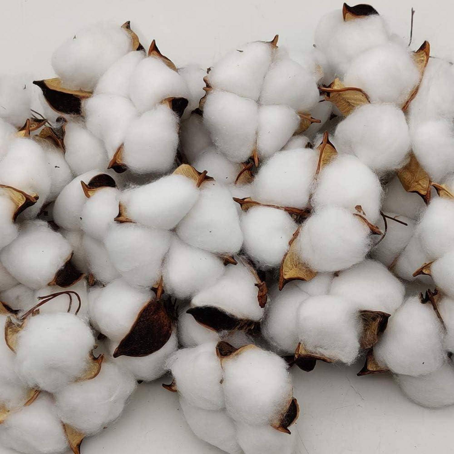 Gruppen von flauschigen, weißen Baumwollbollen mit braunen Spitzen, bereit zur Ernte.