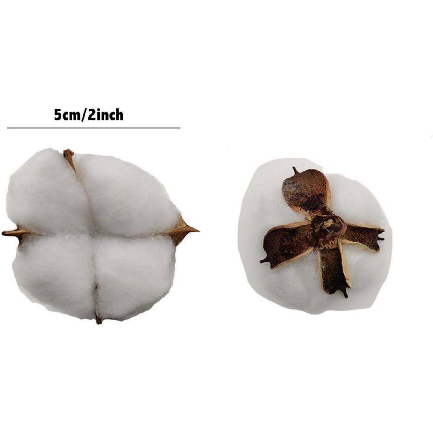 Zwei Baumwollbollen gezeigt: links ist frisch mit weißen Fasern; rechts ist trocken und gebräunt. Eine Skala darüber zeigt die Größe: 5cm/2 Zoll.