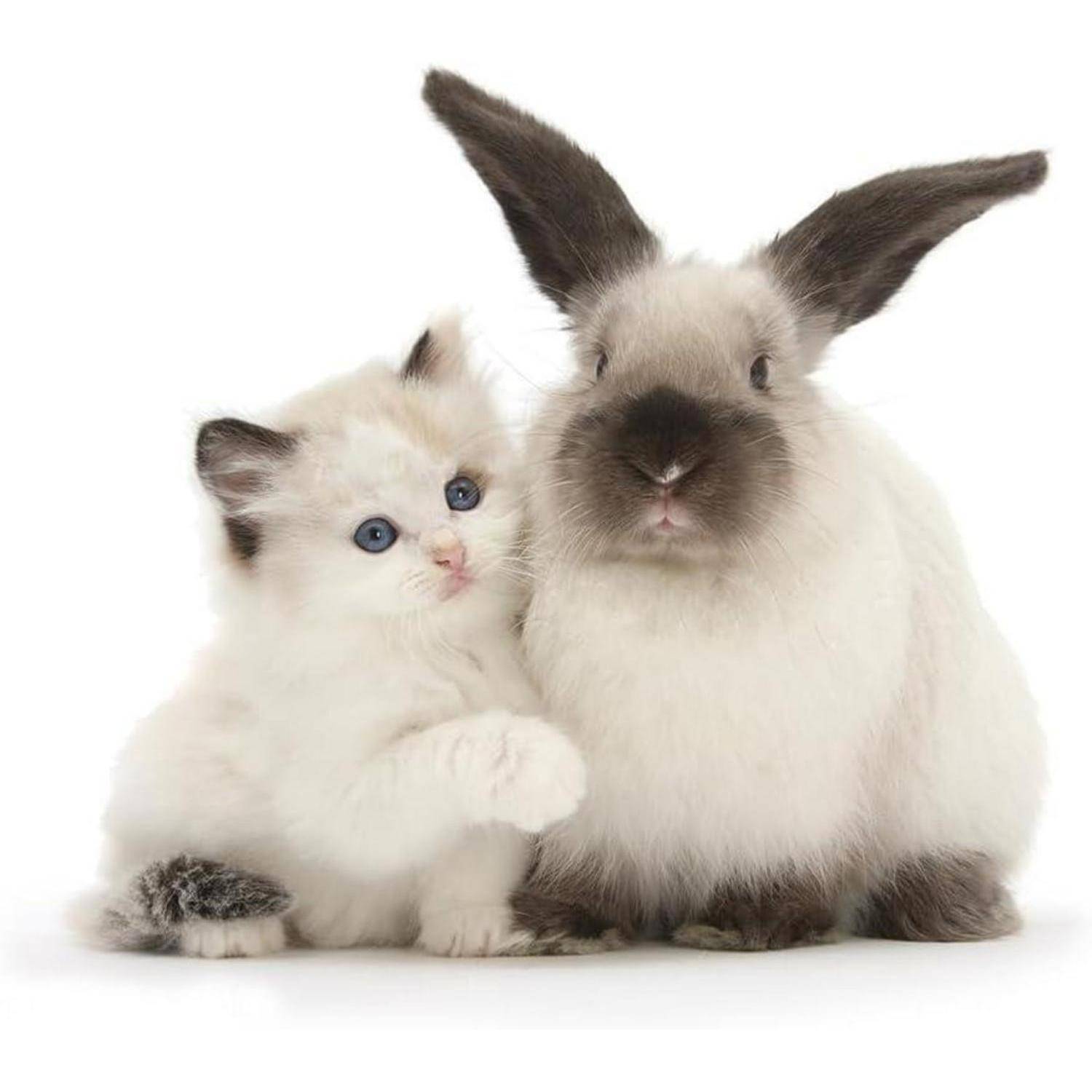 Ein flauschiges Kätzchen mit blauen Augen sitzt neben einem wolligen Hasen mit langen Ohren, beide vor einem weißen Hintergrund, was eine sanfte Kameradschaft andeutet.