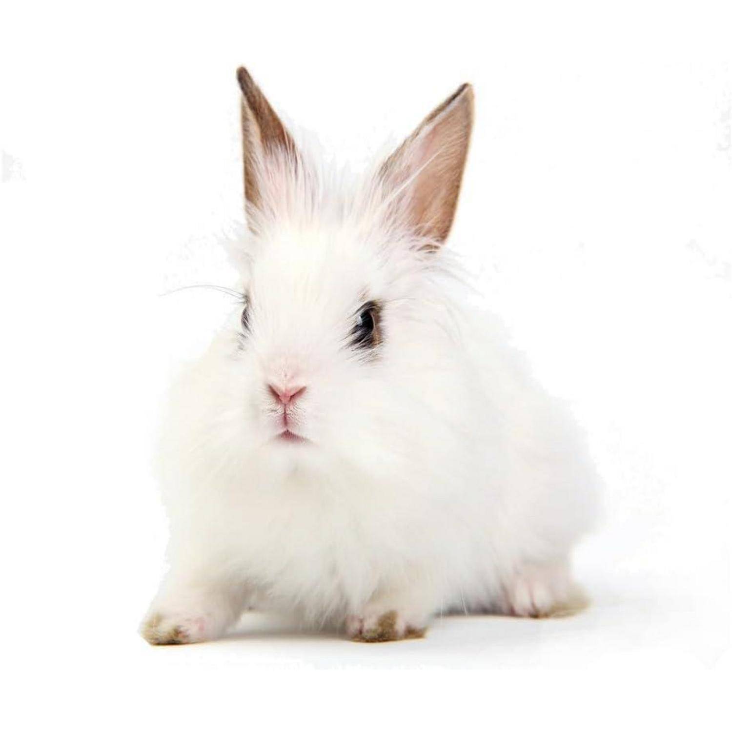 Ein flauschiger weißer Hase mit braunen Ohrenspitzen sitzt auf einem schlichten weißen Hintergrund, frontal ausgerichtet, mit einem neugierigen Ausdruck.
