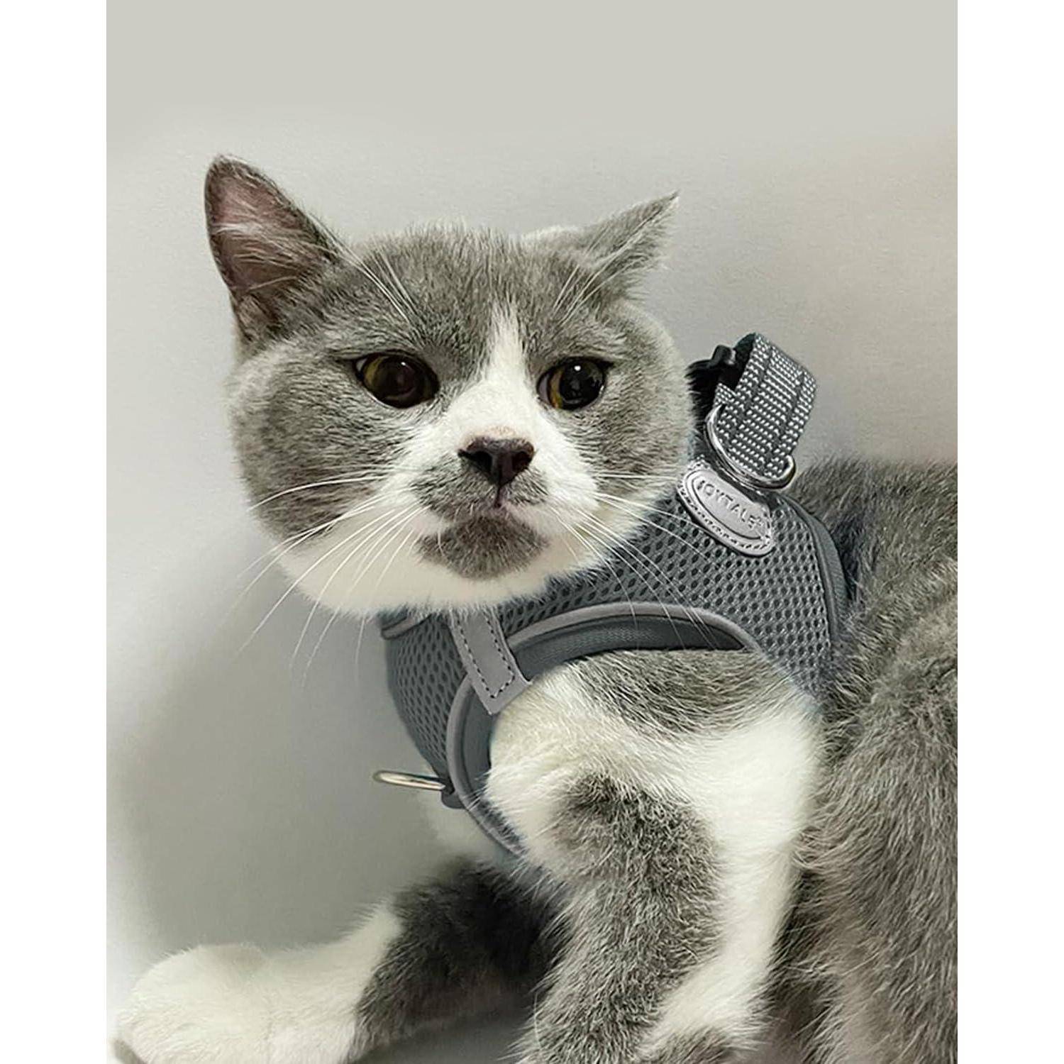 Eine graue und weiße Katze, die einen grauen Geschirr trägt und leicht zur Seite blickt. Die Katze hat einen ruhigen Ausdruck und aufgestellte Ohren.