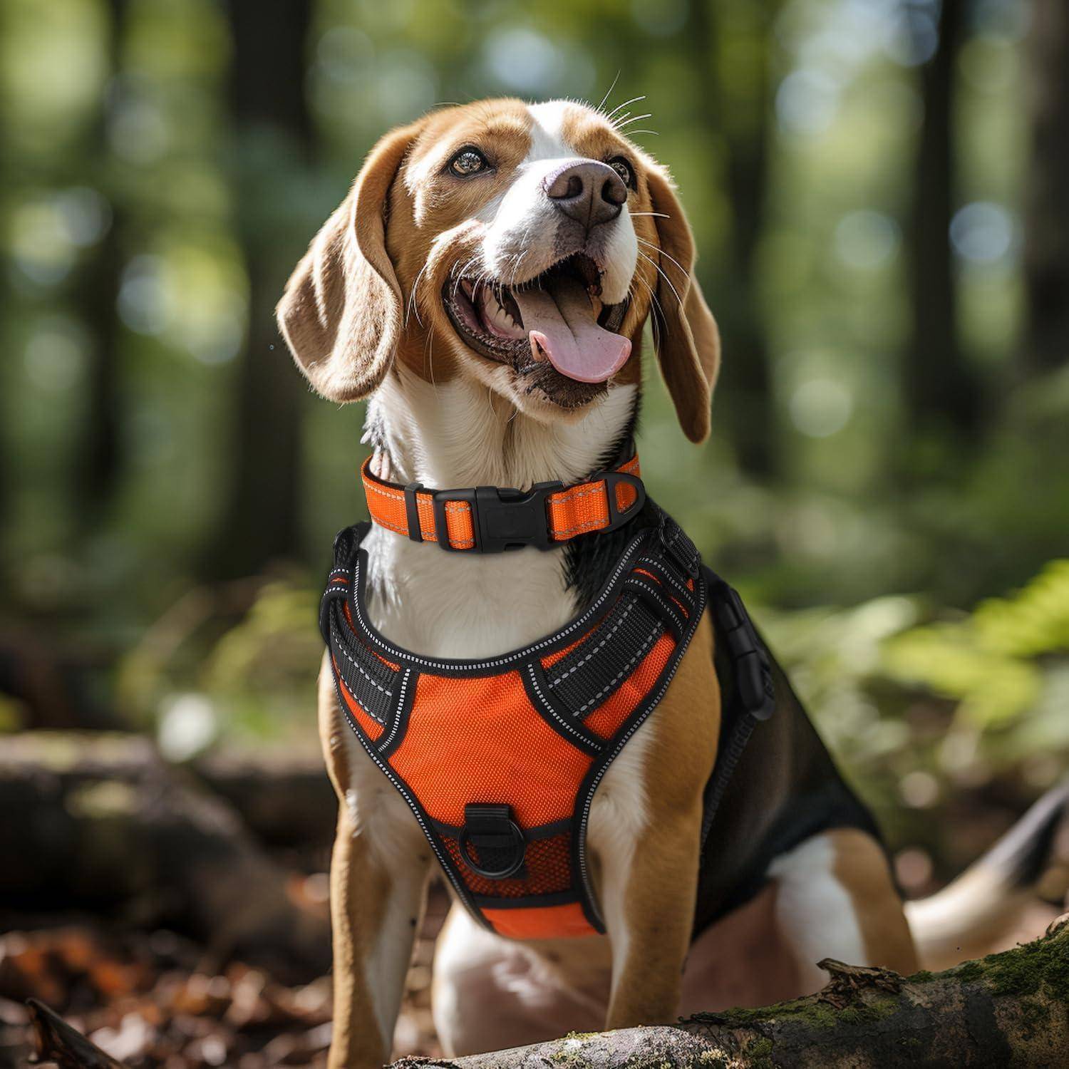 Ein Beagle in einem orangefarbenen Geschirr, der in einem Wald steht, nach oben schaut und die Zunge herausstreckt, umgeben von grünem Blattwerk und durchscheinendem Sonnenlicht.