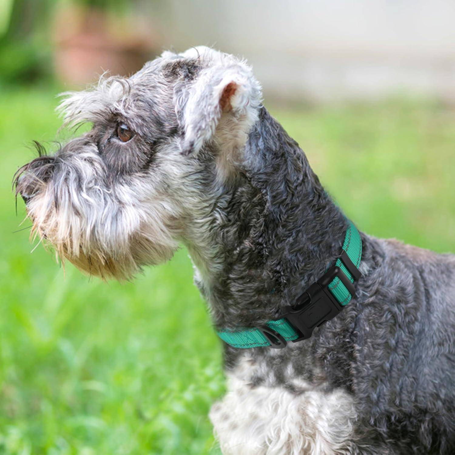Ein grau-weißer Schnauzer mit einem grünen Halsband steht auf einer Rasenfläche und blickt nach links.