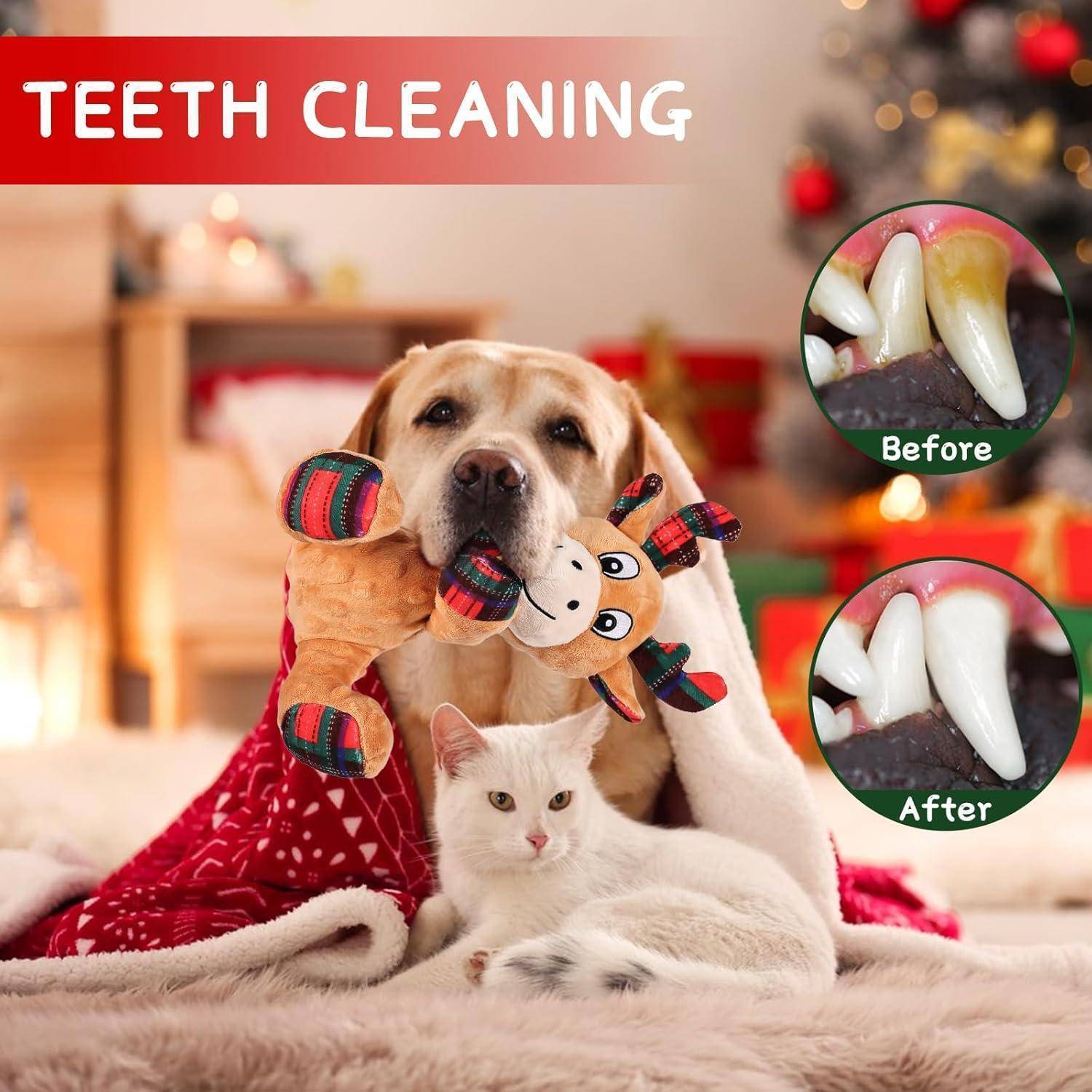 Ein Hund und eine Katze in einer festlichen Umgebung, mit einem Einsatzbild, das die 'Zahnreinigung' zeigt - Vorher-und-Nachher-Ergebnisse der Zahnpflege.