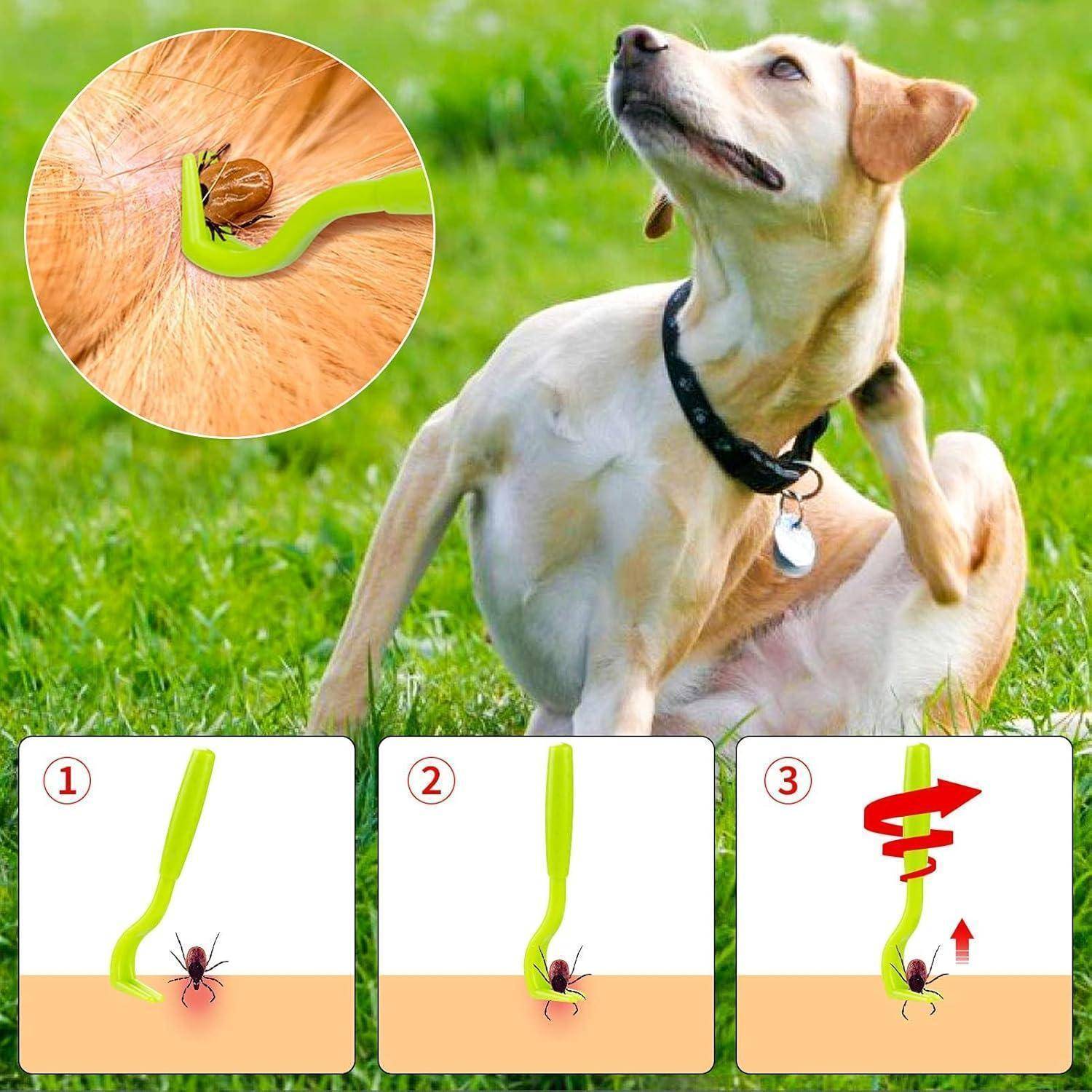 Eine Zecke wird aus dem Fell eines Hundes mit einem grünen Werkzeug entfernt; eine Schritt-für-Schritt-Anleitung zeigt das Drehen des Werkzeugs, um die Zecke sicher zu entfernen.