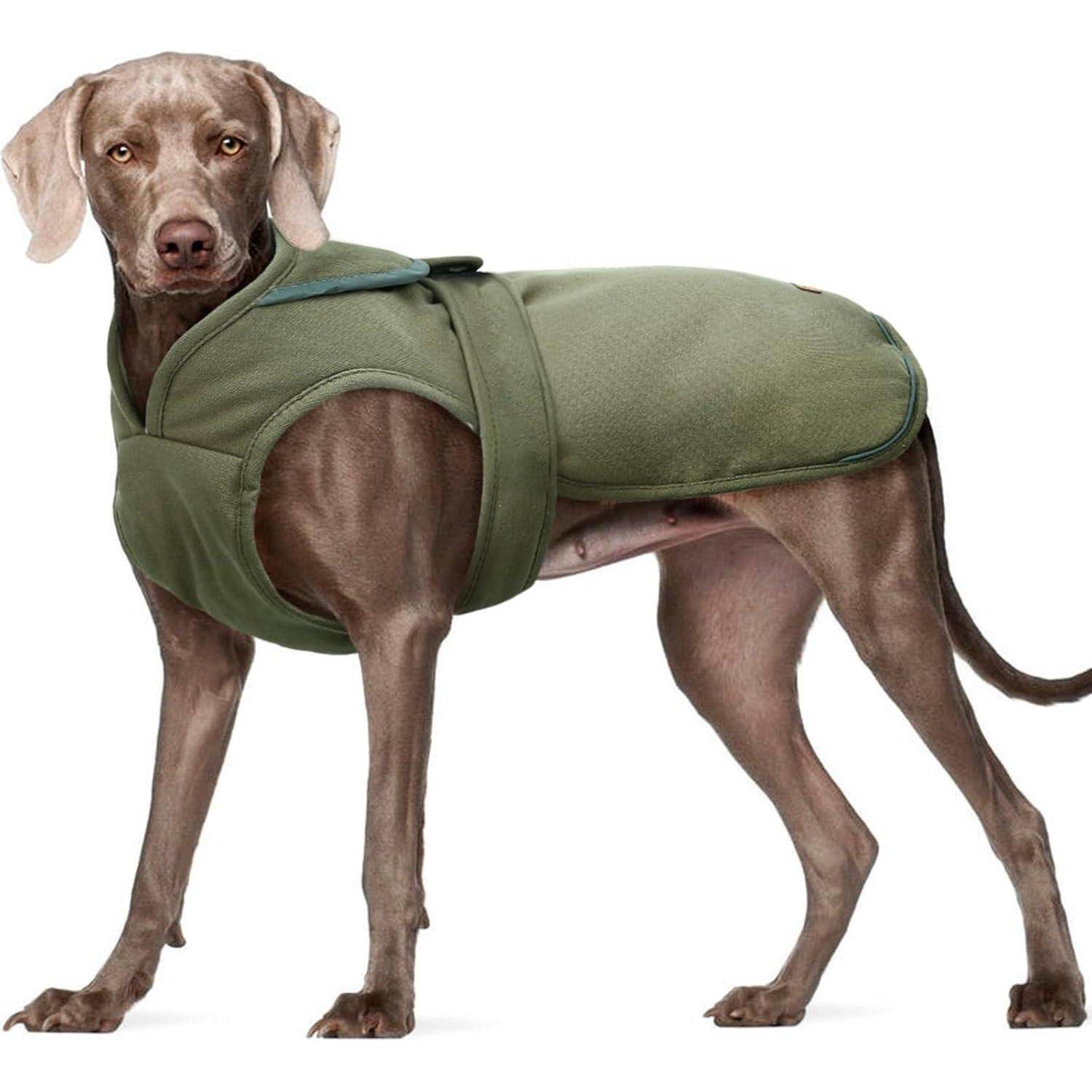 Ein brauner Hund, der eine grüne Jacke trägt, steht vor einem weißen Hintergrund und blickt direkt in die Kamera.