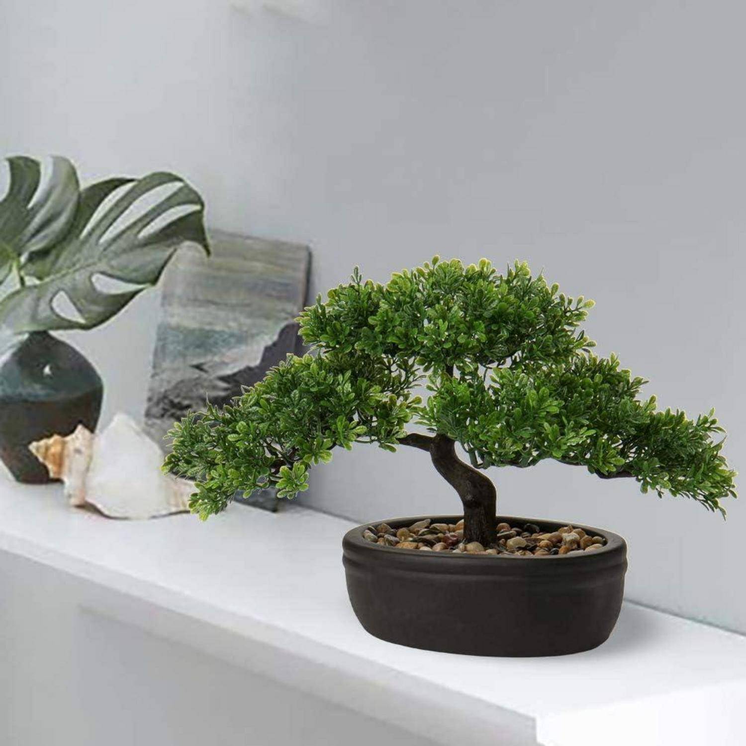 Ein kleiner, sorgfältig geschnittener Bonsai-Baum in einem schwarzen Topf steht auf einem weißen Regal, umgeben von Dekorationselementen, darunter eine Muschel und eine Pflanze.