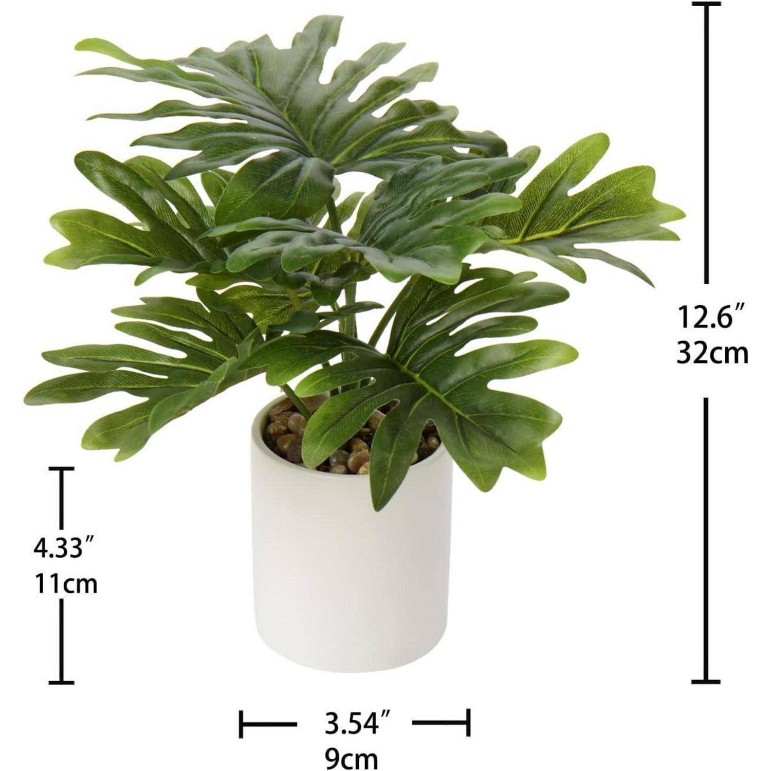 Eine kleine Topfpflanze mit großen grünen Blättern, gemessen mit einer Höhe von 12,6 Zoll (32 cm) und einer Breite von 4,33 Zoll (11 cm), in einem weißen Topf.
