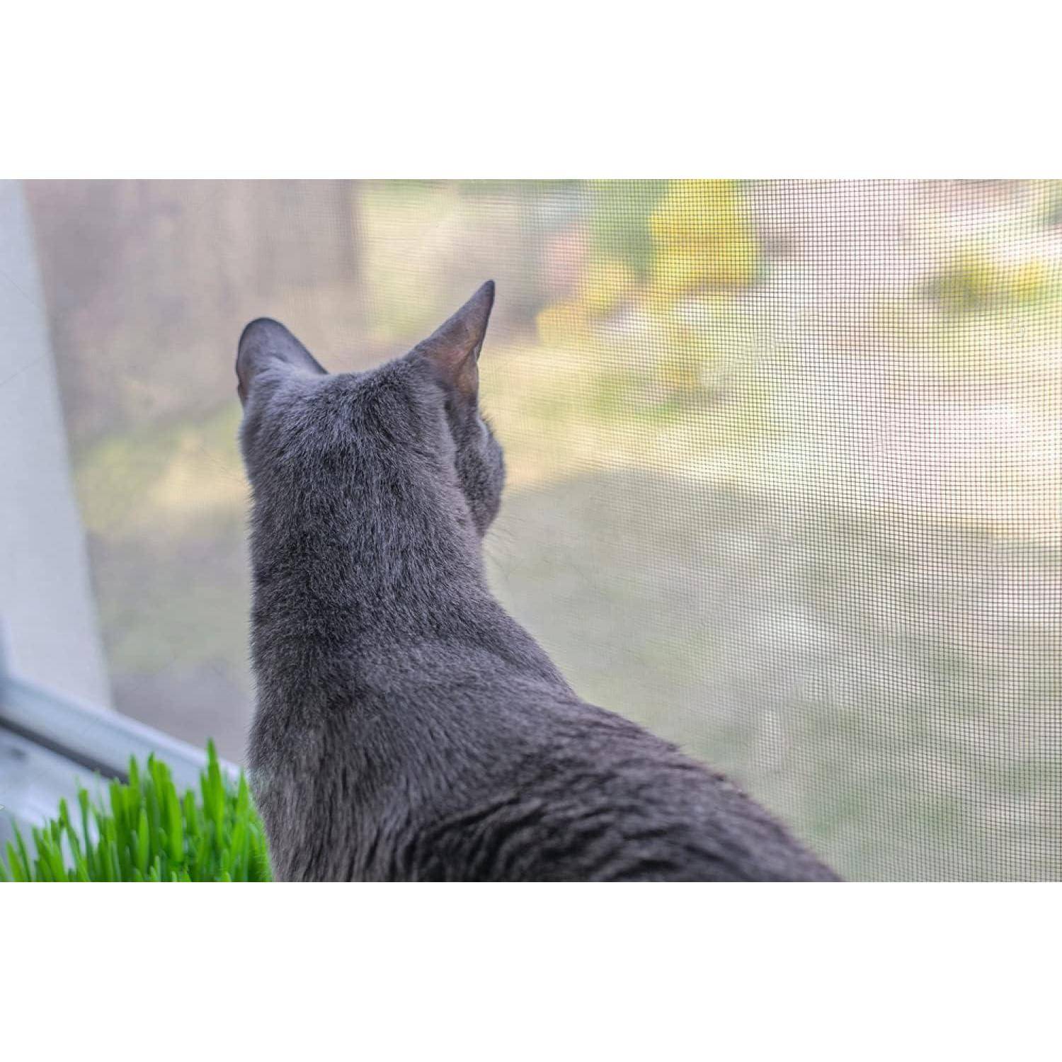 Eine graue Katze sitzt auf einer Fensterbank und schaut nach draußen durch ein Fliegengitter, wobei im Hintergrund verschwommenes Grün zu sehen ist.