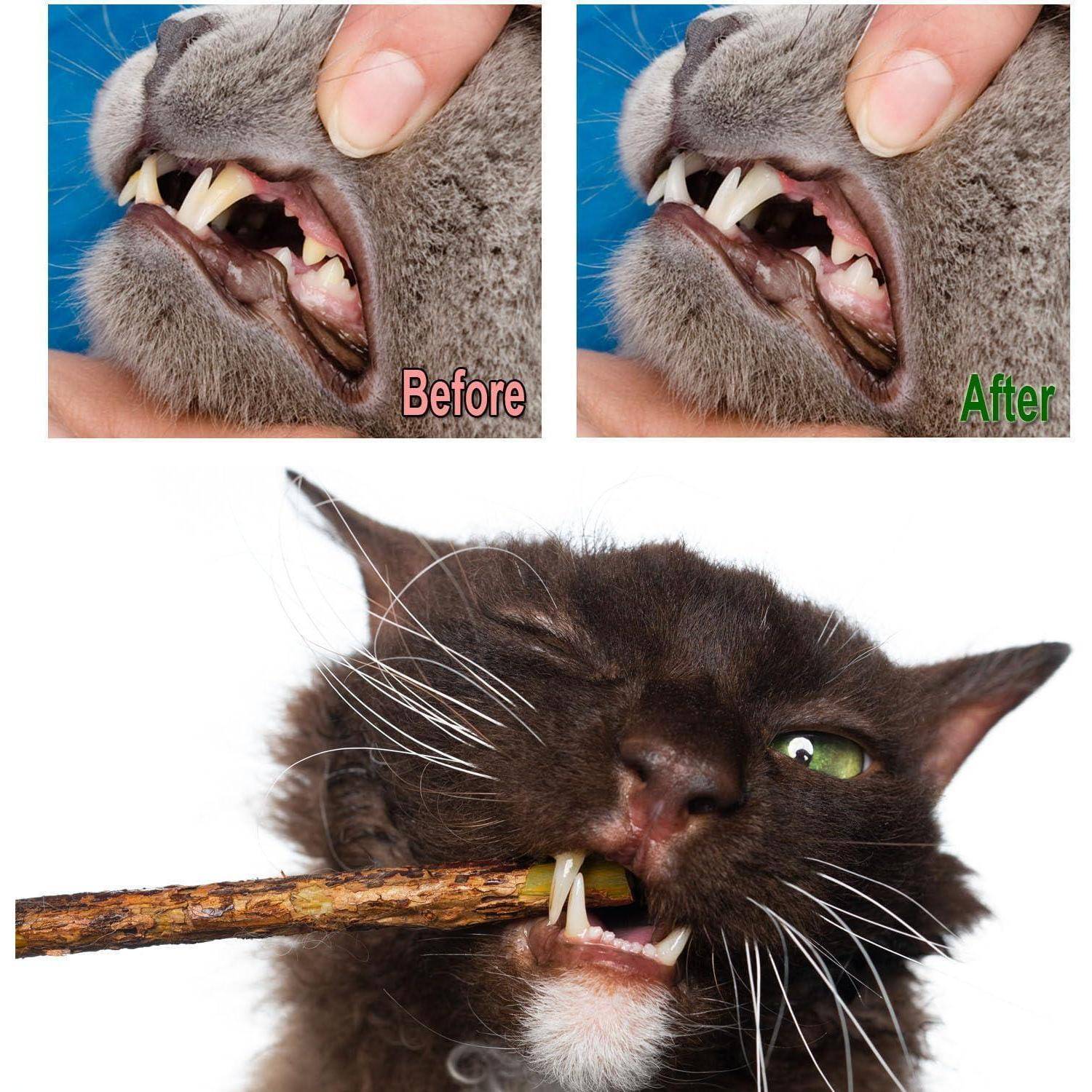 30 Katzenminze Sticks Matatabi Kauhölzer Zahnpflege & Katzenspielzeug