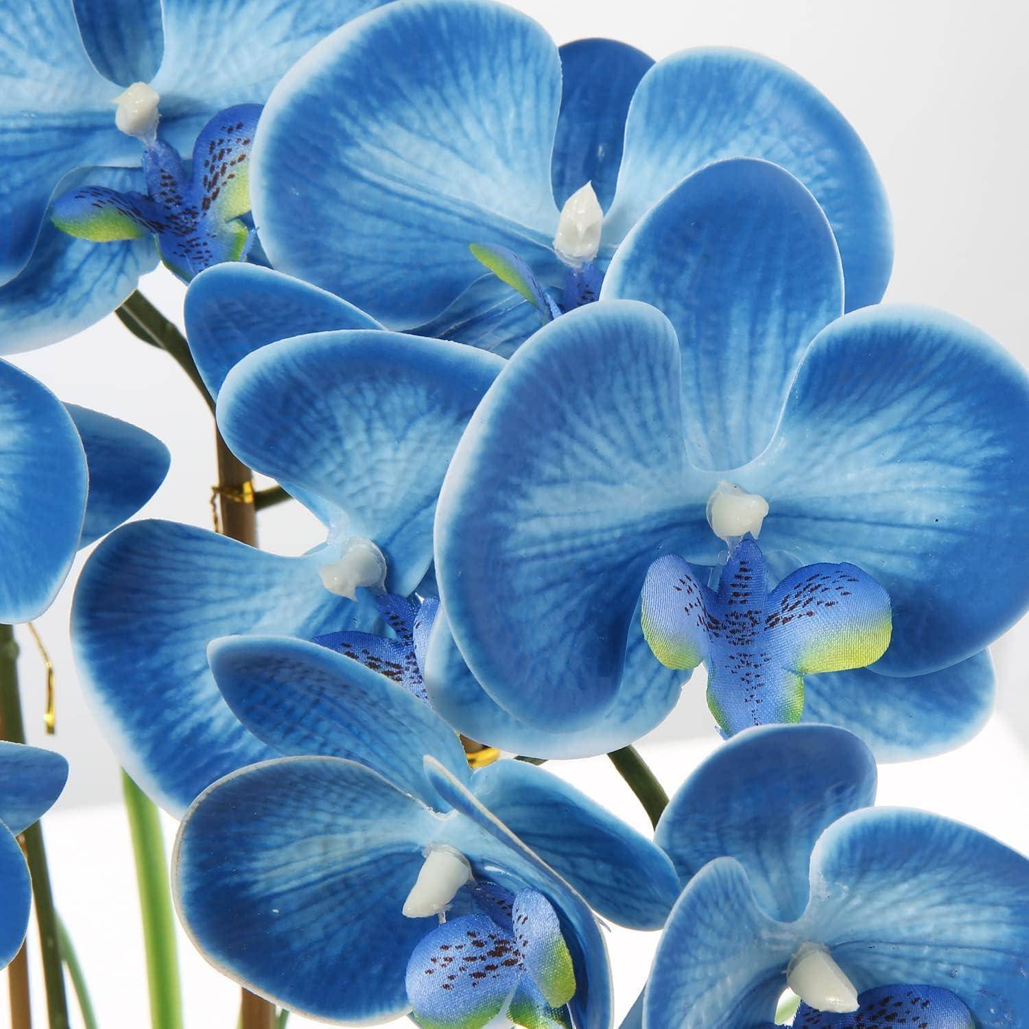 Nahaufnahme von lebendigen blauen Orchideen mit zarten weißen Zentren, die ihre kunstvollen Blütenblattmuster und glatte Textur zur Schau stellen.