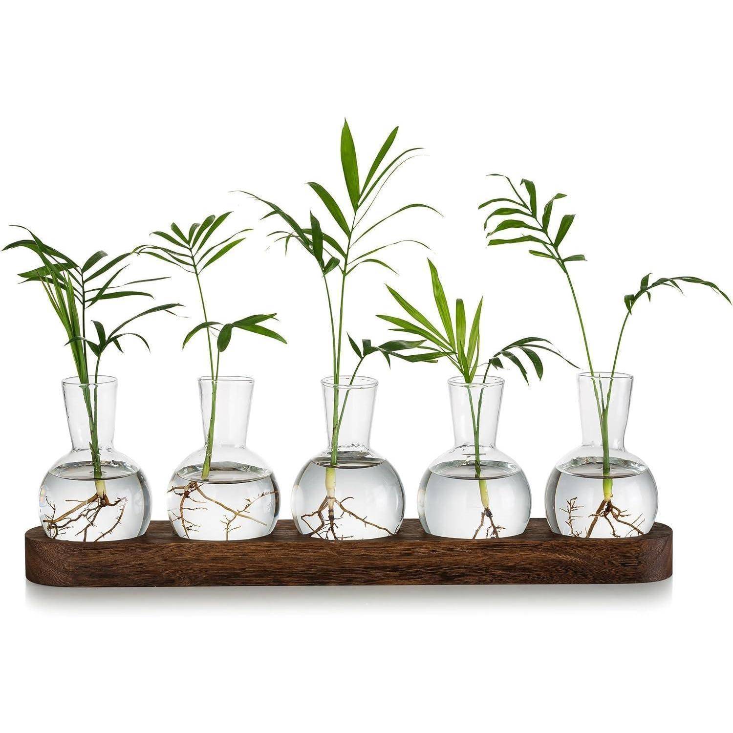 Pflanzen Terrarium Glasvasen inkl. Holztablett Hydrokultur Deko Set