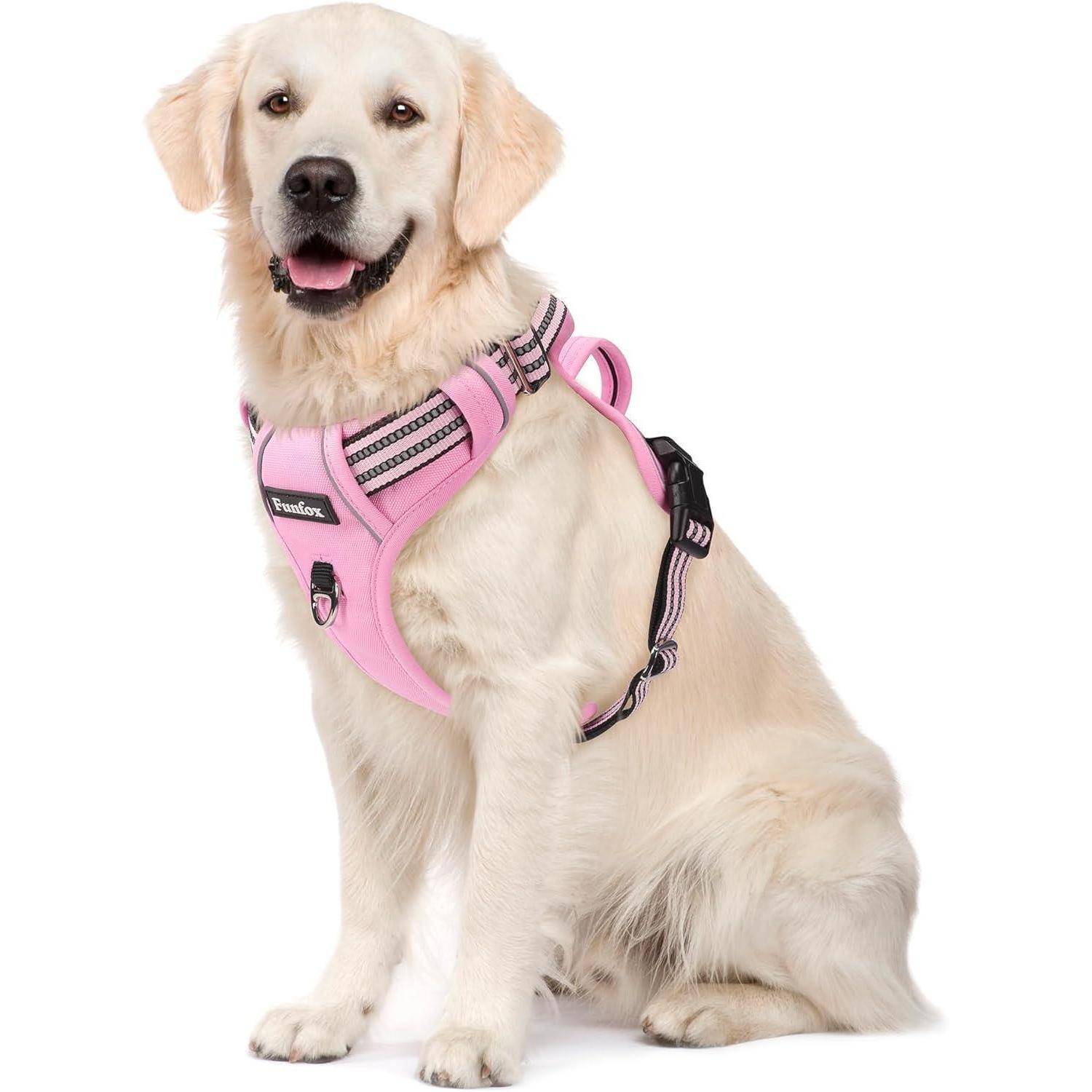 Ein Golden Retriever mit einem rosa Geschirr sitzt der Kamera zugewandt, aufmerksam und freundlich, vor einem einfarbigen weißen Hintergrund.