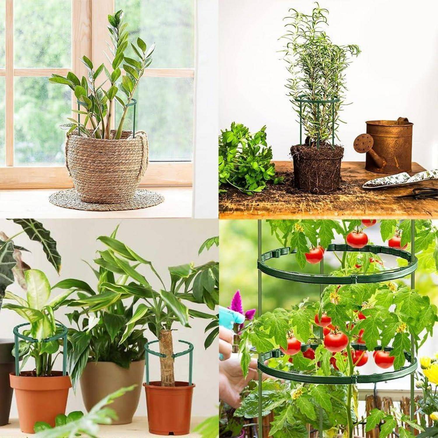 Das Bild zeigt verschiedene Topfpflanzen, darunter grüne Zimmerpflanzen mit Blättern und Tomatenpflanzen mit reifen roten Tomaten in einer Gartenumgebung.