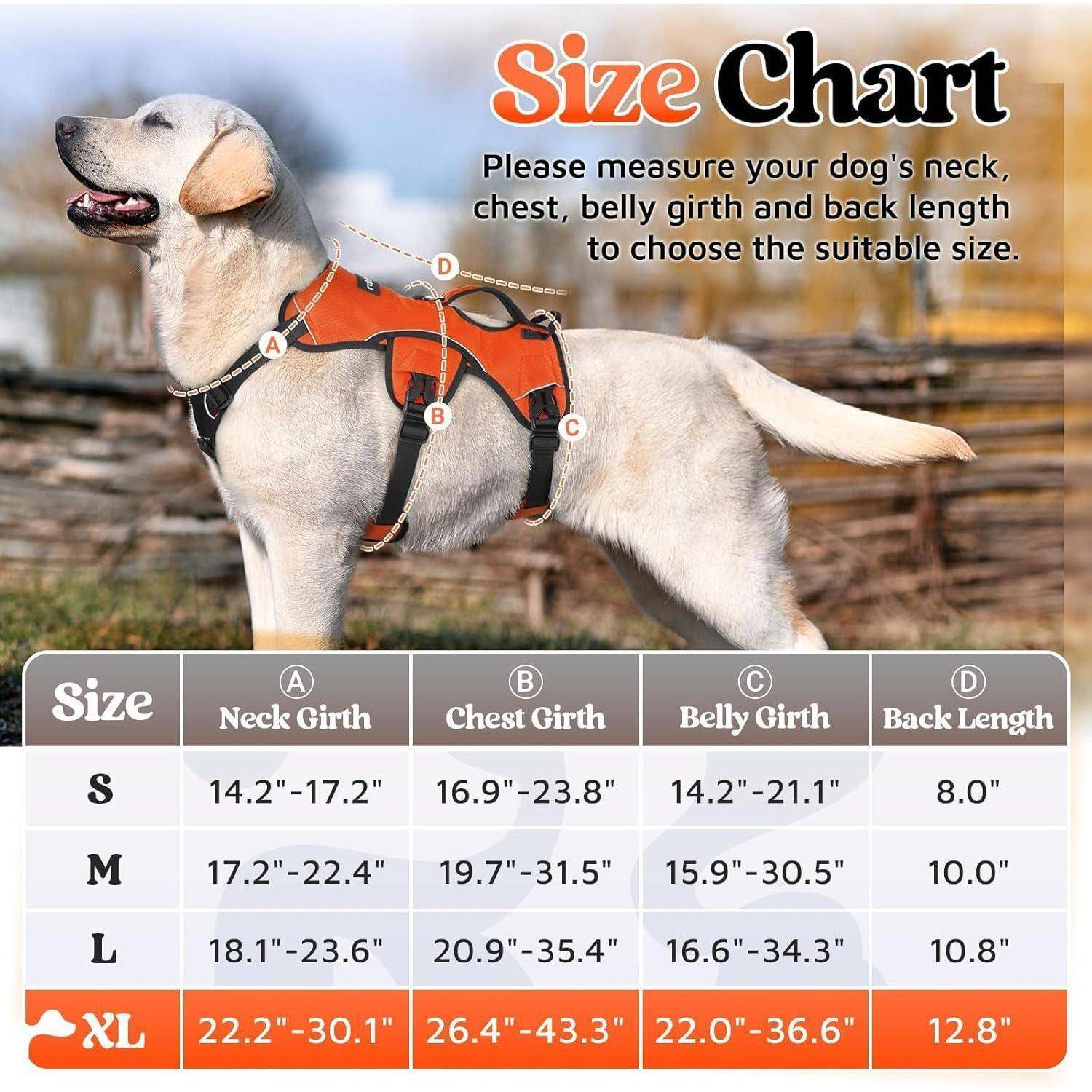 Ein Labrador mit orangefarbenem Geschirr ist mit einer Größentabelle für Hunde abgebildet: XL-Größe passt für Hals 22,2