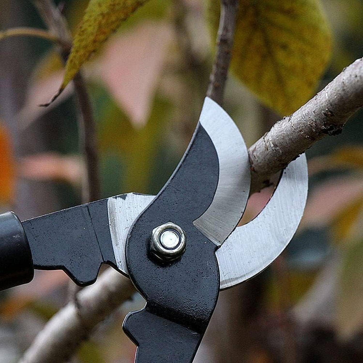 Nahaufnahme von Gartenscheren, die einen kleinen Baumast im Freien abschneiden.