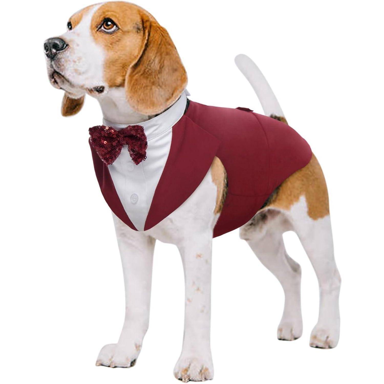 Ein Beagle-Hund trägt einen dunkelroten Smoking mit einer passenden Fliege und steht vor einem weißen Hintergrund, während er nach links blickt.