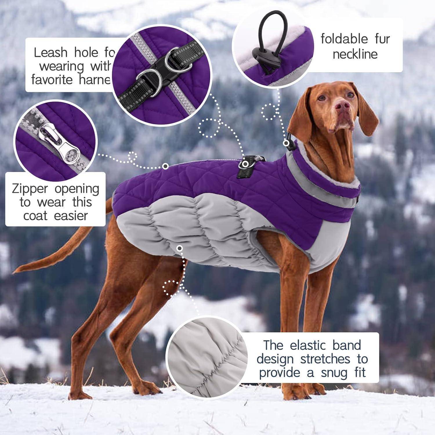 Ein Hund, der in einer verschneiten Landschaft einen lila und grauen Mantel trägt. Der Mantel verfügt über eine Leineöffnung, einen Reißverschluss, einen Gummizug und einen umklappbaren Pelzkragen.