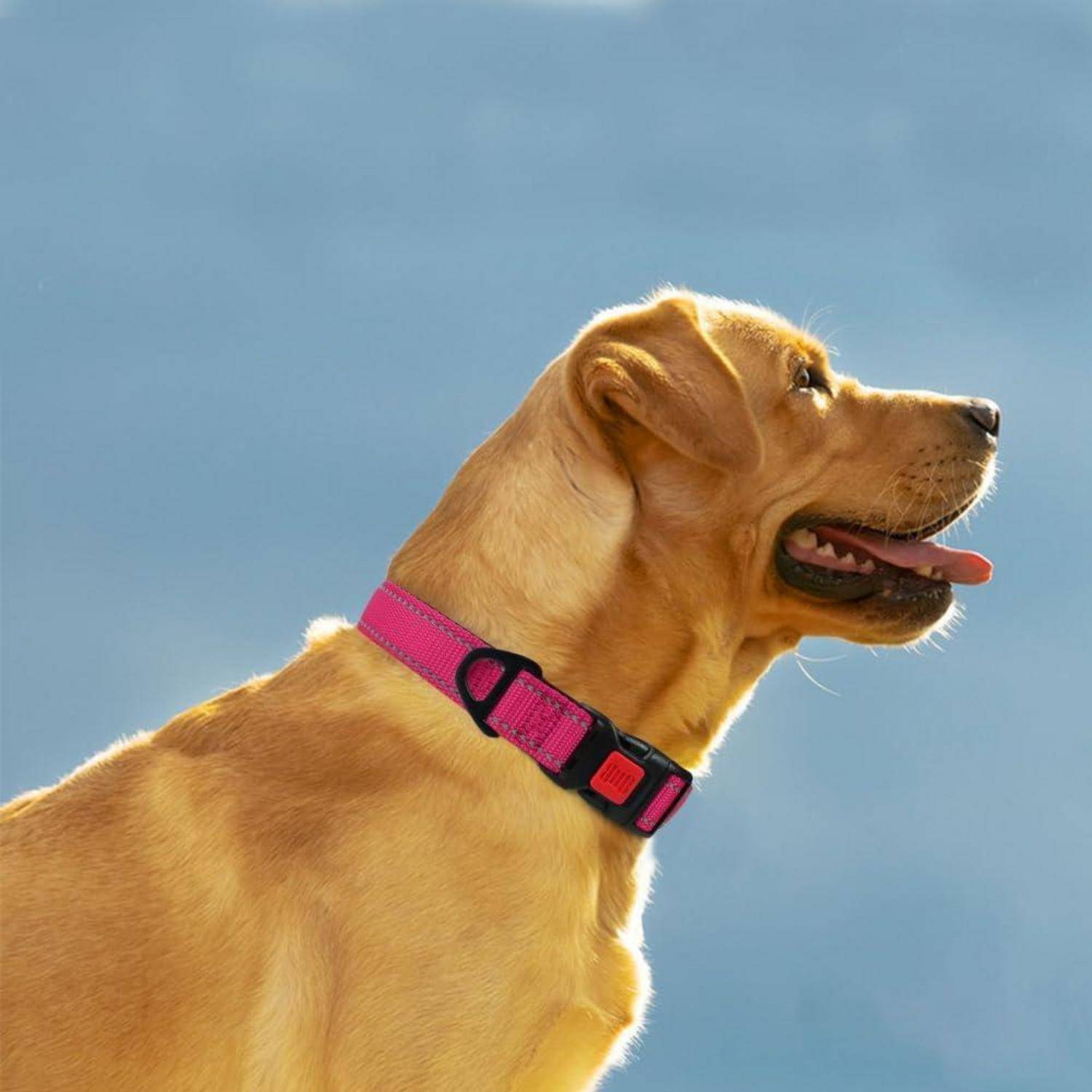 Ein Golden Retriever mit einem pinken Halsband, der nach rechts blickt, vor einem klaren blauen Himmelshintergrund.