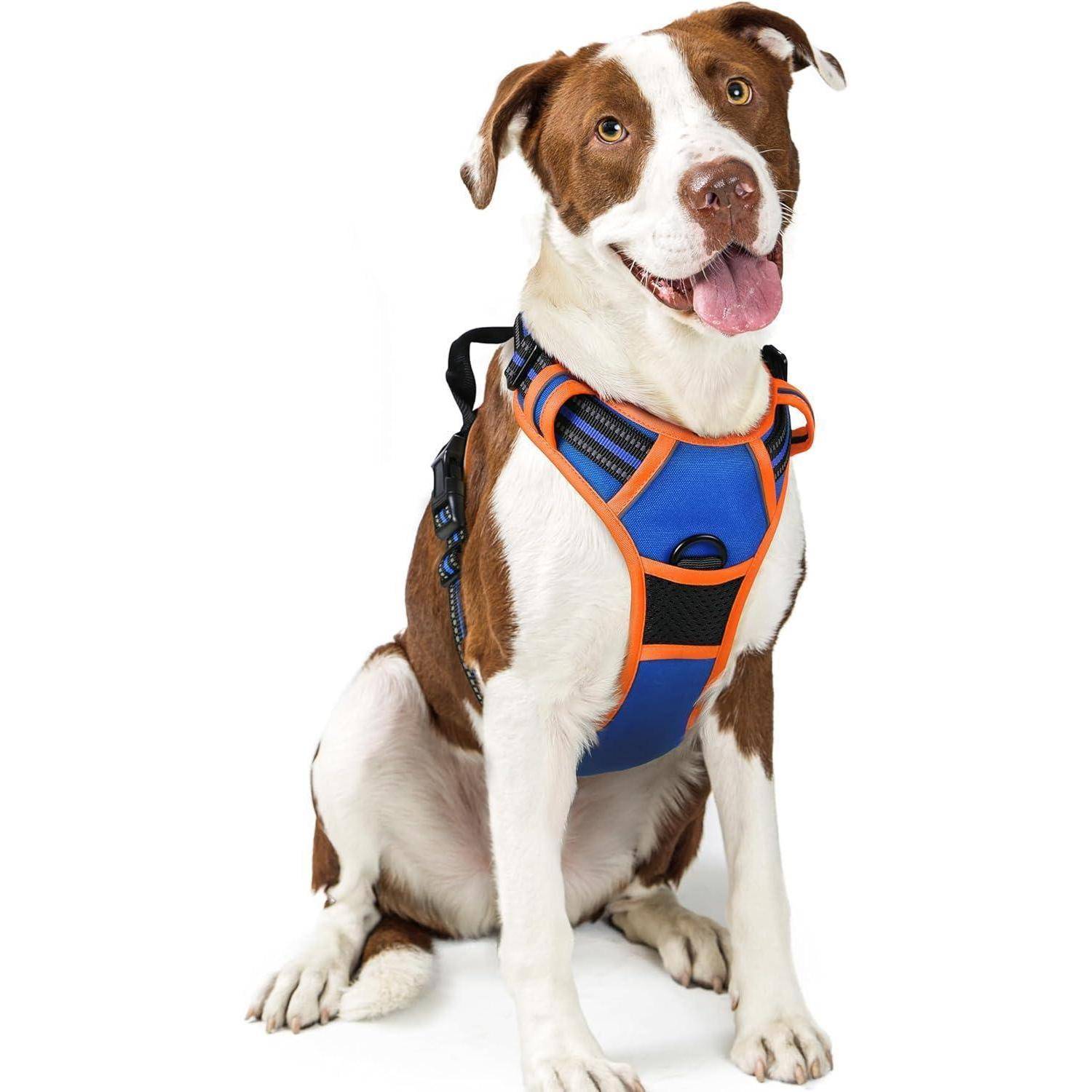 Ein brauner und weißer Hund sitzt und trägt ein blau-orangefarbenes Geschirr, blickt mit einem fröhlichen Ausdruck in die Kamera und streckt die Zunge heraus.