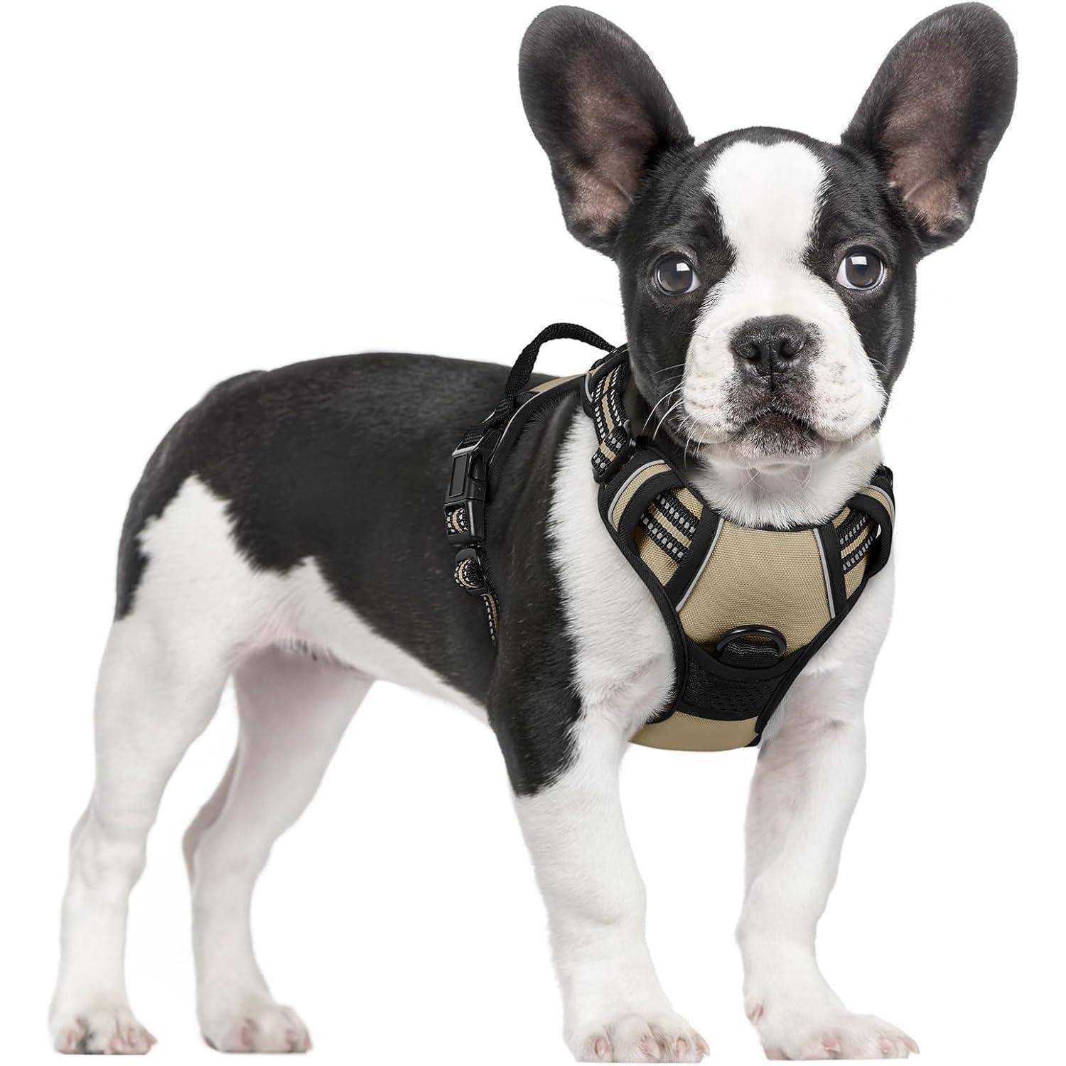 Ein kleiner schwarzweißer Hund steht nach vorne gerichtet und trägt einen beige-schwarzen Geschirr.