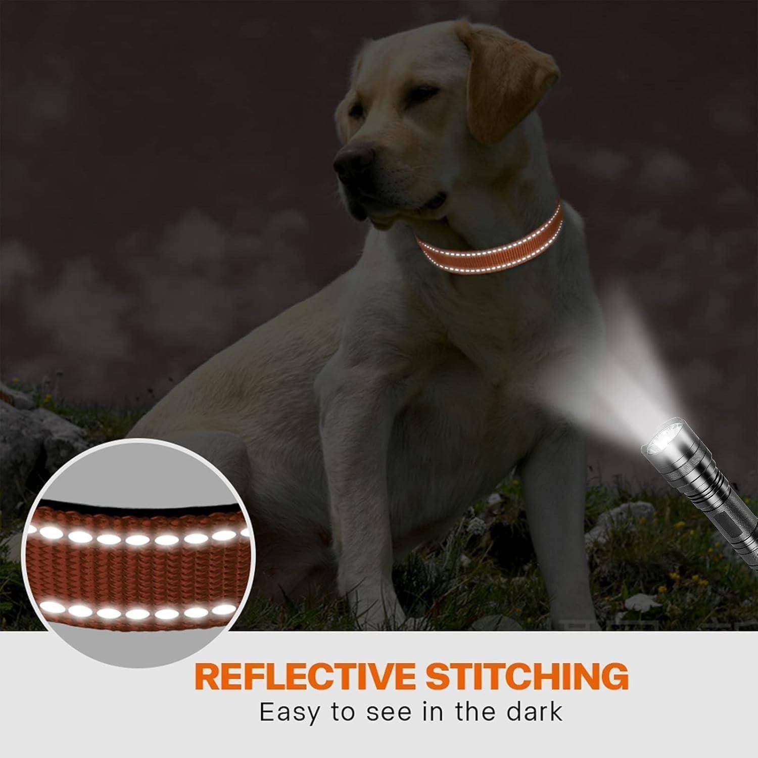 Ein Hund mit einem Halsband mit reflektierender Naht wird von einer Taschenlampe beleuchtet und zeigt die Sichtbarkeit in der Dunkelheit. Text lautet: 