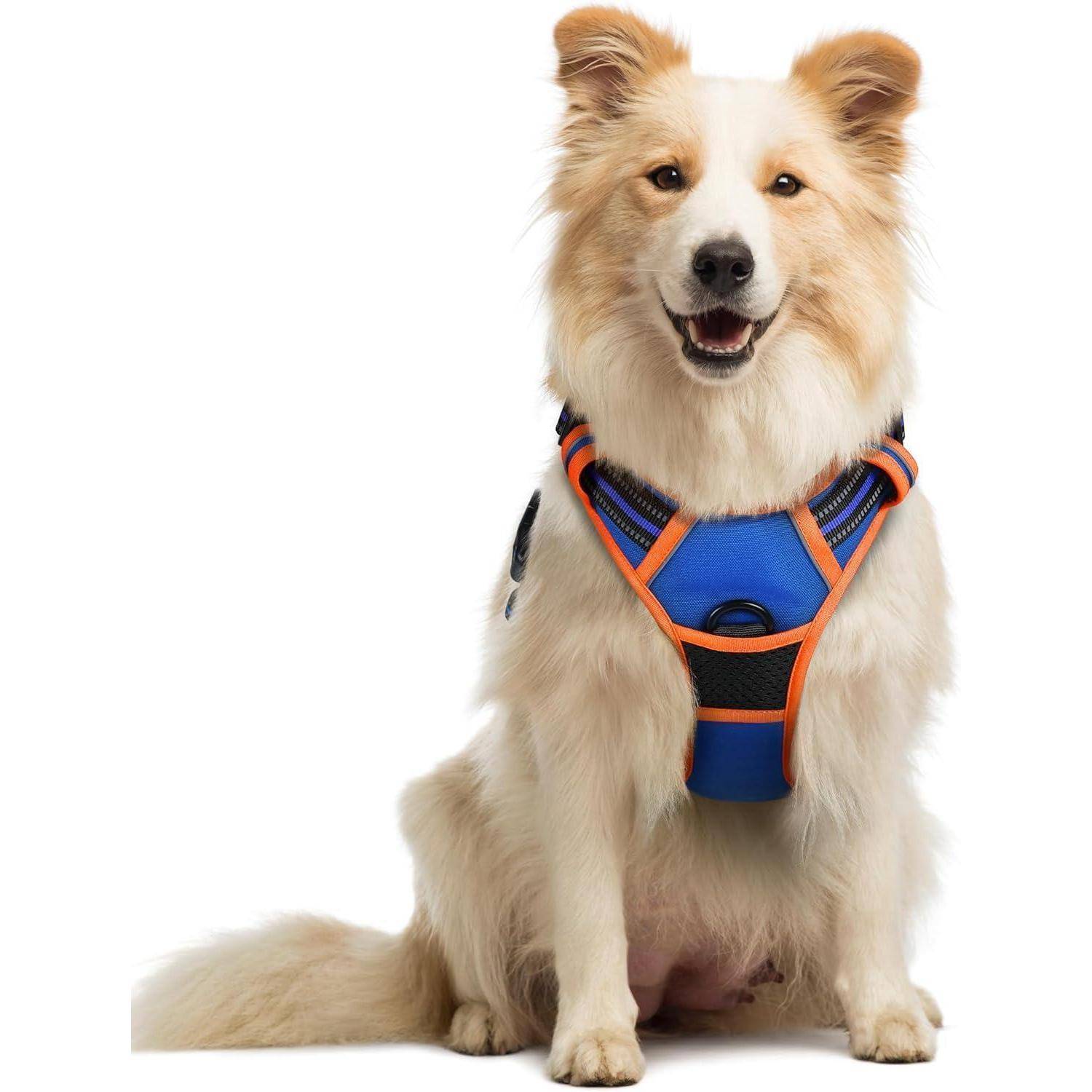 Ein flauschiger Hund, der sitzt und ein auffällig hellblaues und orangefarbenes Geschirr trägt, blickt mit einem fröhlichen Gesichtsausdruck nach vorn.