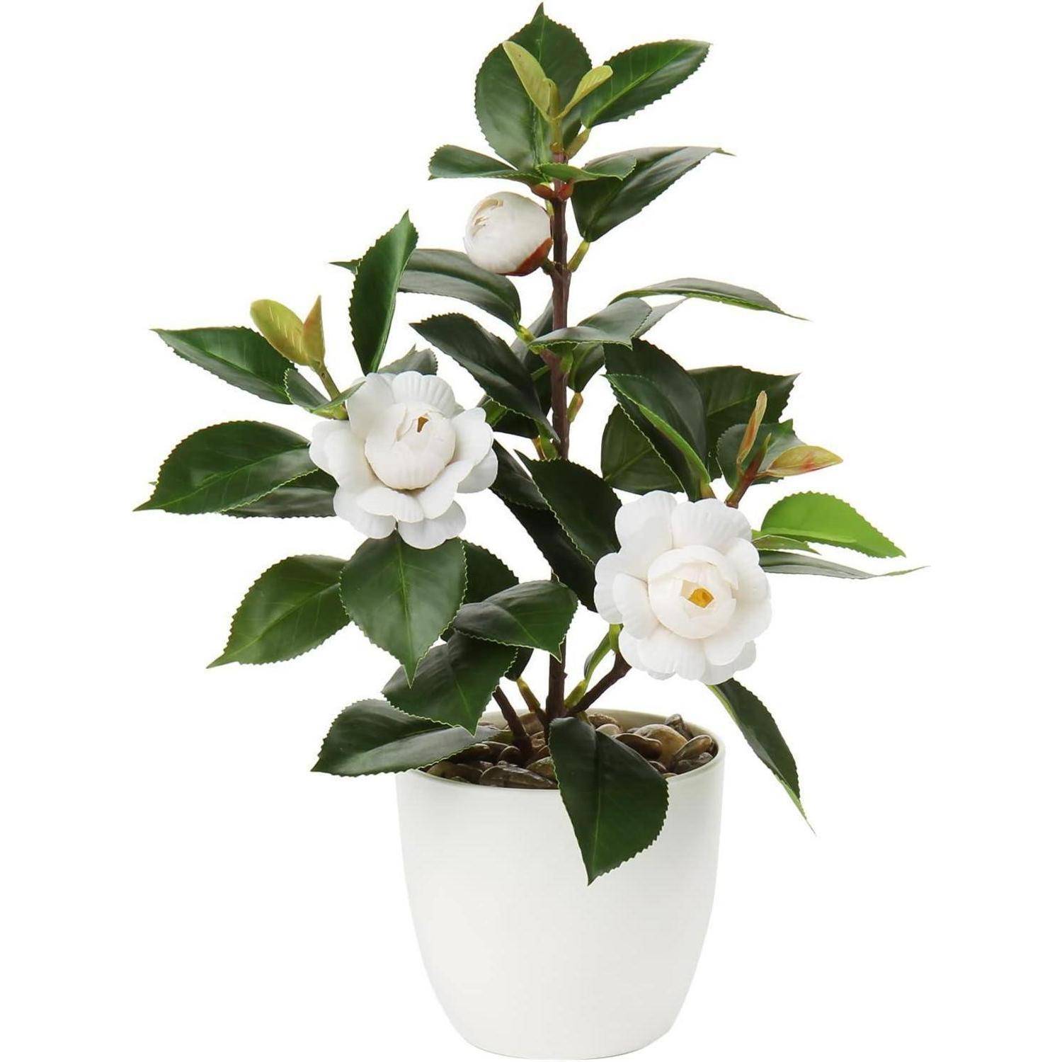 Eine weiße Topfpflanze mit dunkelgrünen Blättern und zwei blühenden weißen Blumen, vor einem schlichten Hintergrund.