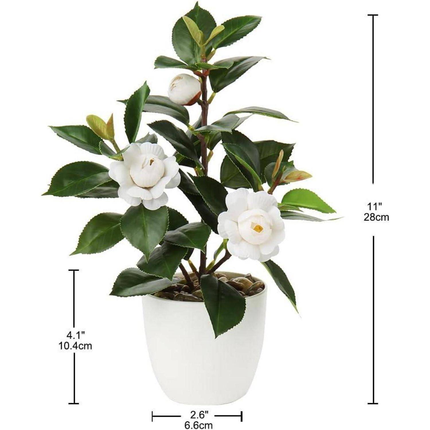 Eine weiße Topfpflanze mit weißen Blüten und grünen Blättern. Höhe beträgt 11 Zoll (28 cm), Breite ist 2,6 Zoll (6,6 cm), Tiefe ist 4,1 Zoll (10,4 cm).