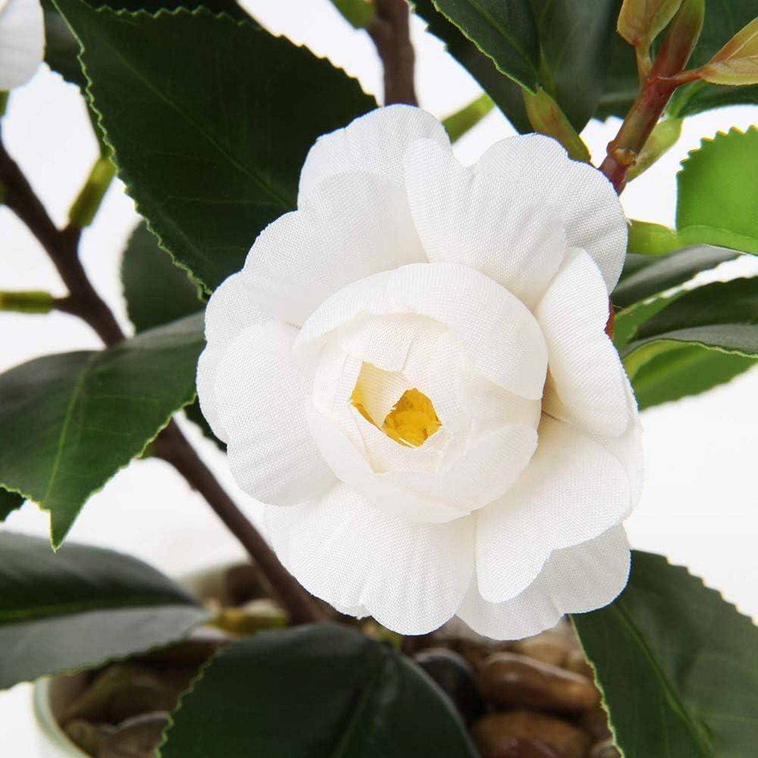 Eine Nahaufnahme einer weißen Kamelienblüte, umgeben von dunkelgrünen Blättern. Die Blüte steht im Mittelpunkt und betont ihre geschichteten Blütenblätter.