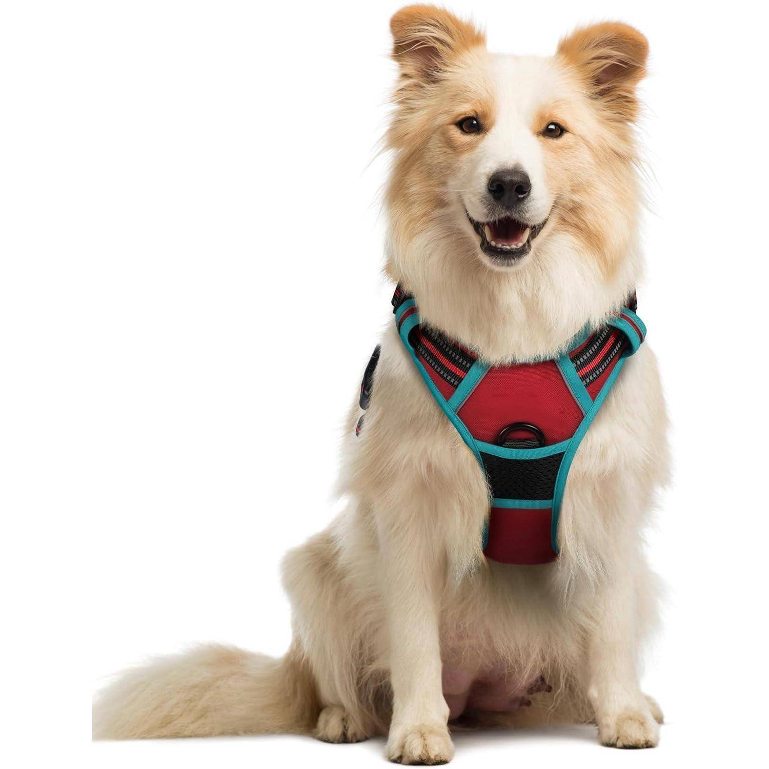 Ein flauschiger Hund mit einem rot-schwarzen Geschirr sitzt nach vorne gerichtet und wirkt fröhlich und aufmerksam.