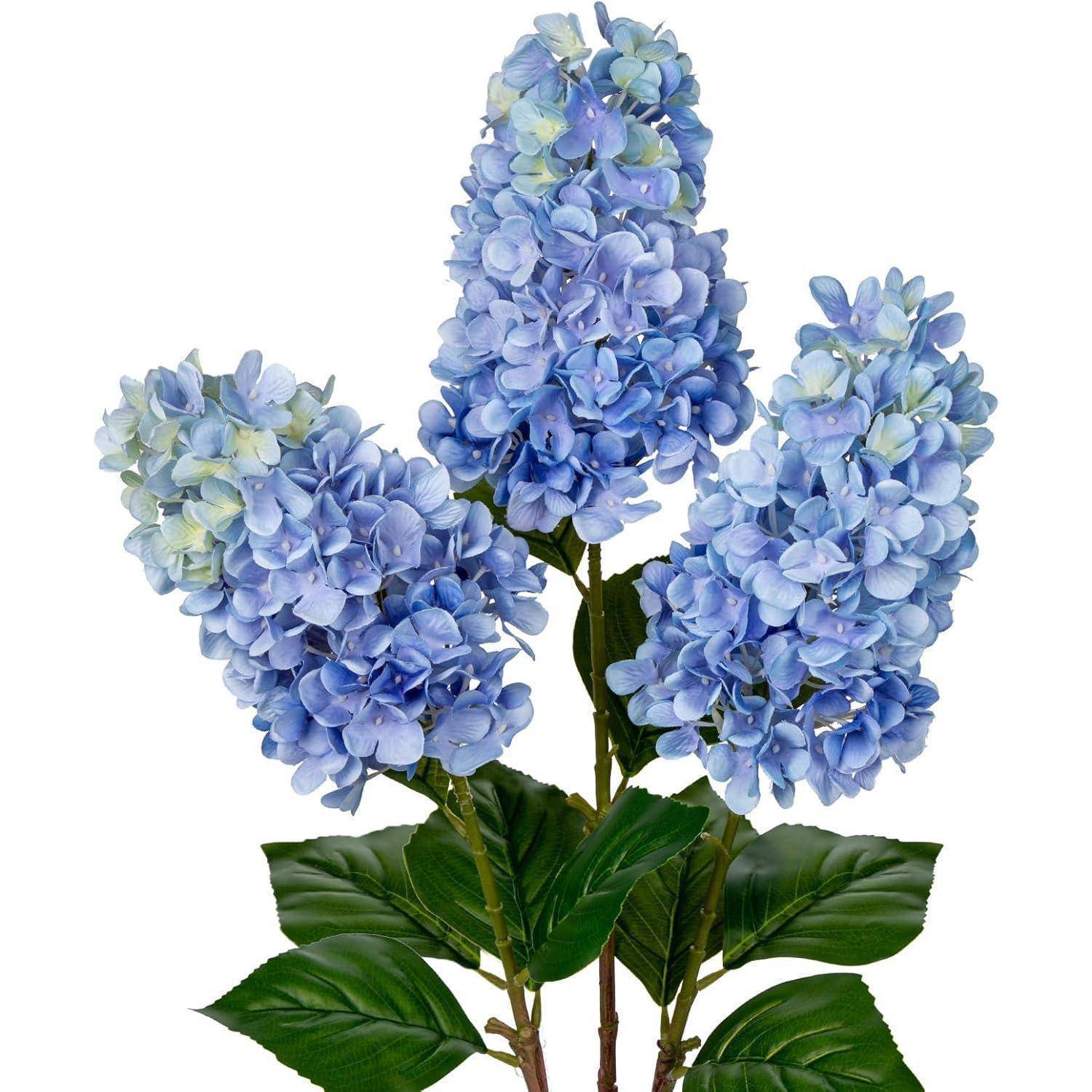 Drei Cluster von hellvioletten Hortensienblüten mit grünen Blättern, die ihre vollständigen Blüten vor einem weißen Hintergrund präsentieren.