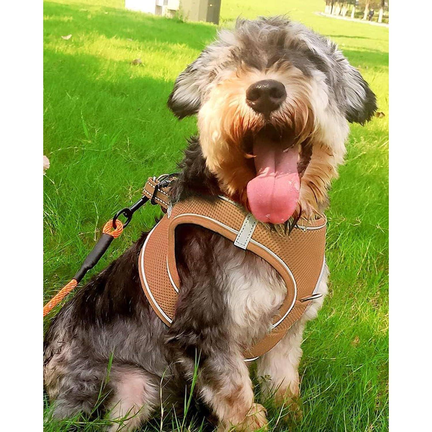 Ein kleiner, flauschiger Hund mit schwarzem und weißem Fell, der ein braunes Geschirr trägt, sitzt auf üppig grünem Gras mit offenem Mund und herausgestreckter Zunge.