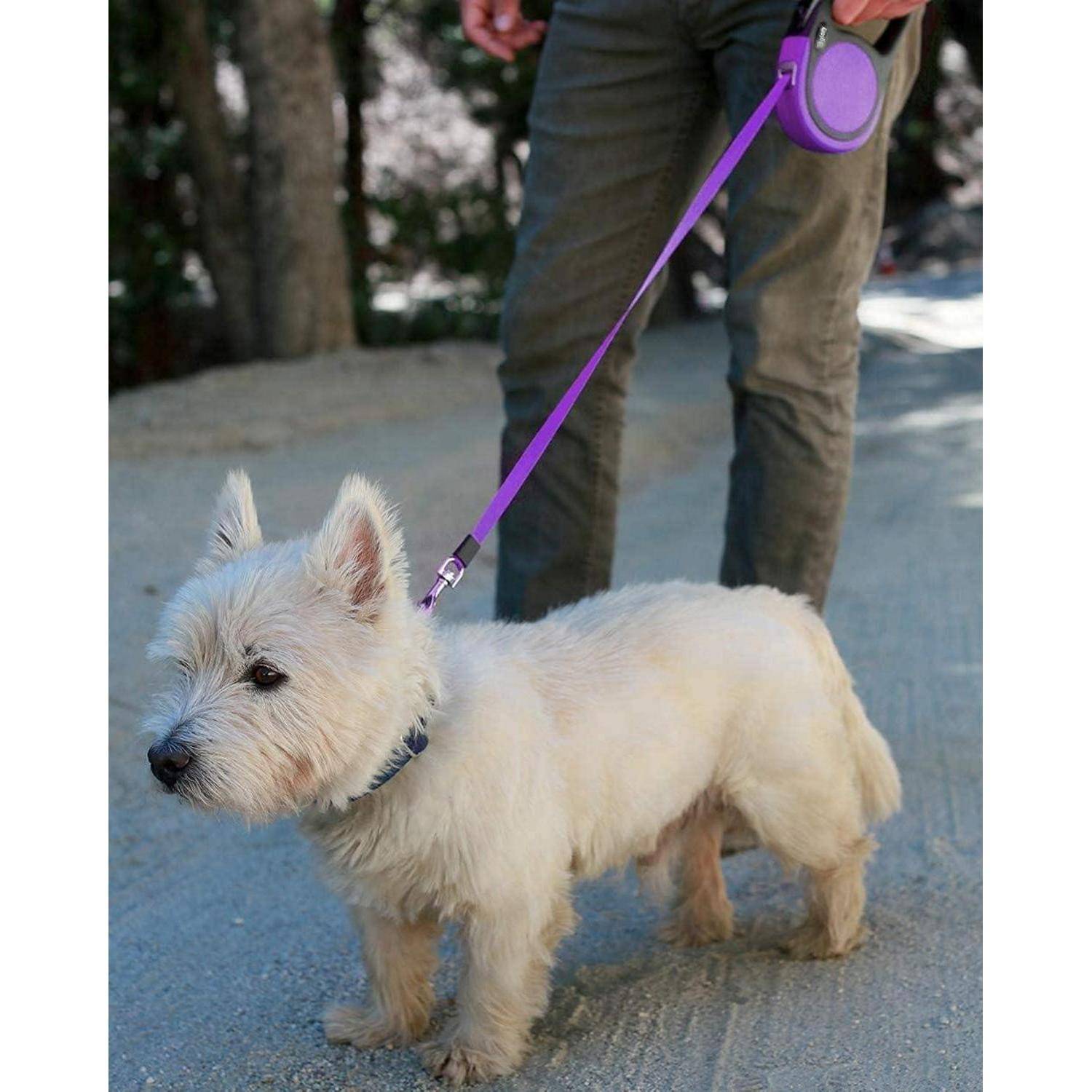 Ein weißer Terrier-Hund an einer lila Leine läuft auf einem sandigen Weg neben einer Person, die Jeans trägt. Bäume befinden sich im Hintergrund.