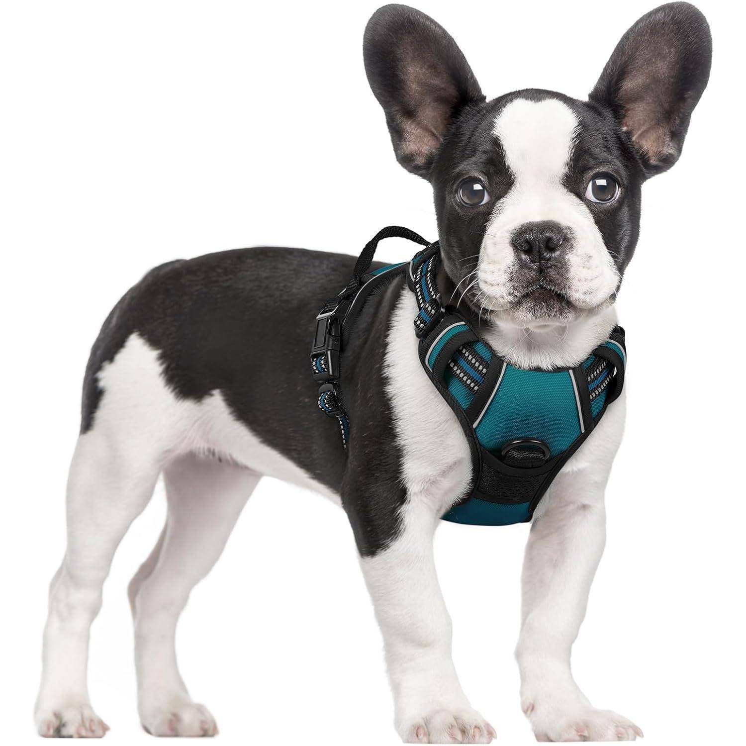 Ein schwarz-weißer Französische Bulldogge mit blauem Geschirr steht aufmerksam mit gespitzten Ohren und blickt geradeaus.