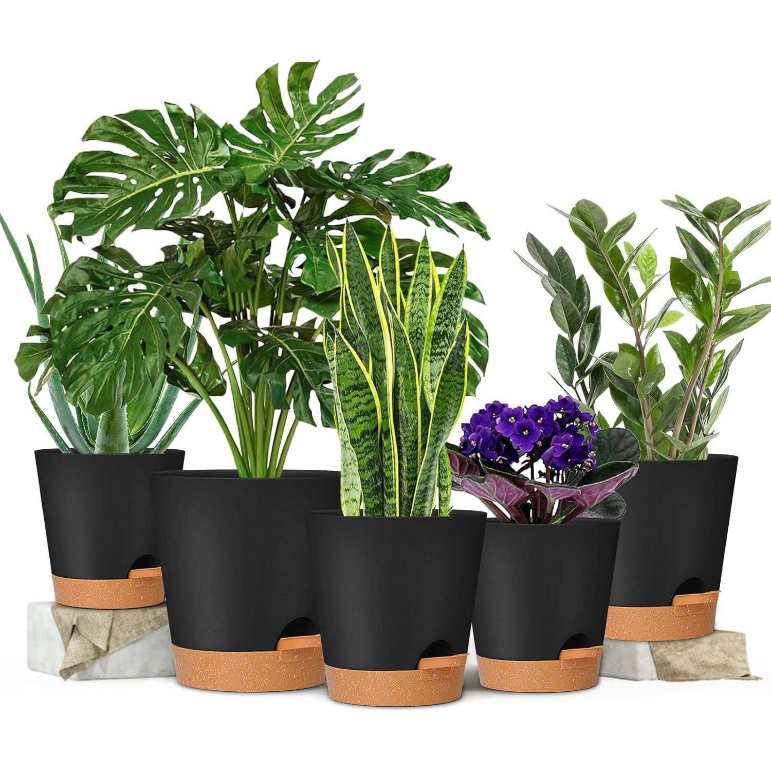 Fünf Topfpflanzen mit unterschiedlichen Blattformen und -farben sind gemeinsam auf kleinen Steinblöcken angeordnet, vor einem weißen Hintergrund.