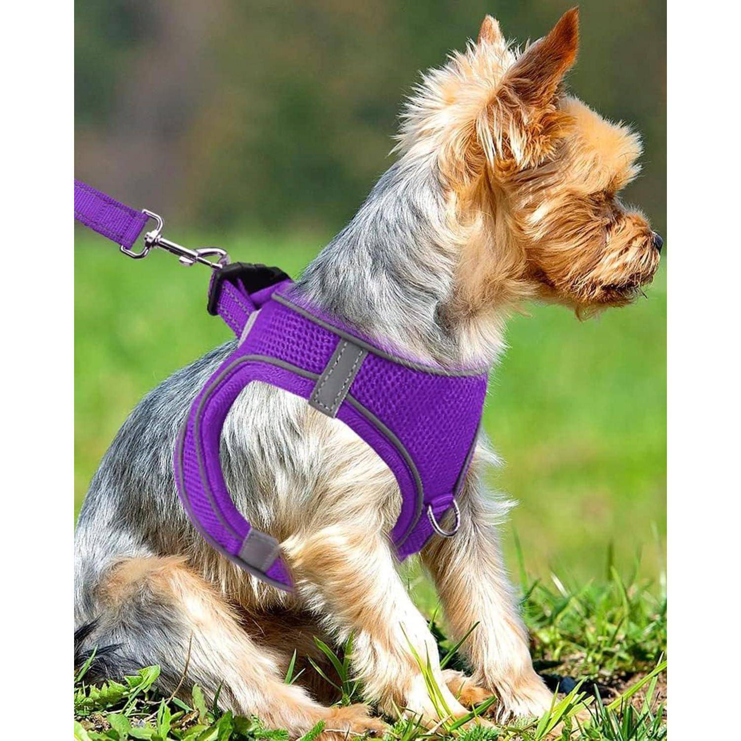 Ein kleiner Hund mit braunem und grauem Fell sitzt auf Gras, trägt ein lila Geschirr und eine Leine und blickt nach rechts.