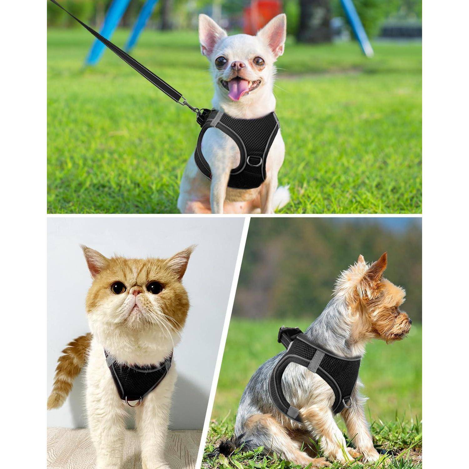 Drei Hunde im Freien mit Geschirren: Ein Chihuahua sitzt auf Gras, eine Perserkatze mit Geschirr drinnen und ein Yorkshire Terrier auf Gras.