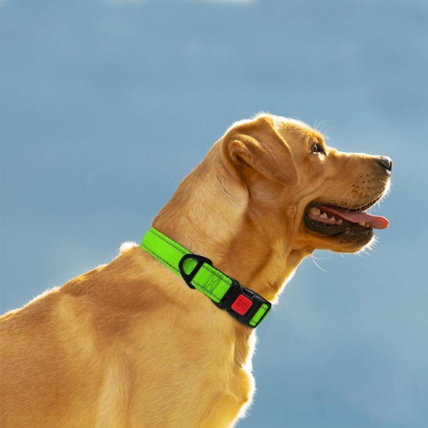 Ein Golden Retriever mit einem leuchtend grünen Halsband sitzt im Freien und blickt nach rechts vor einem blauen Himmelshintergrund.