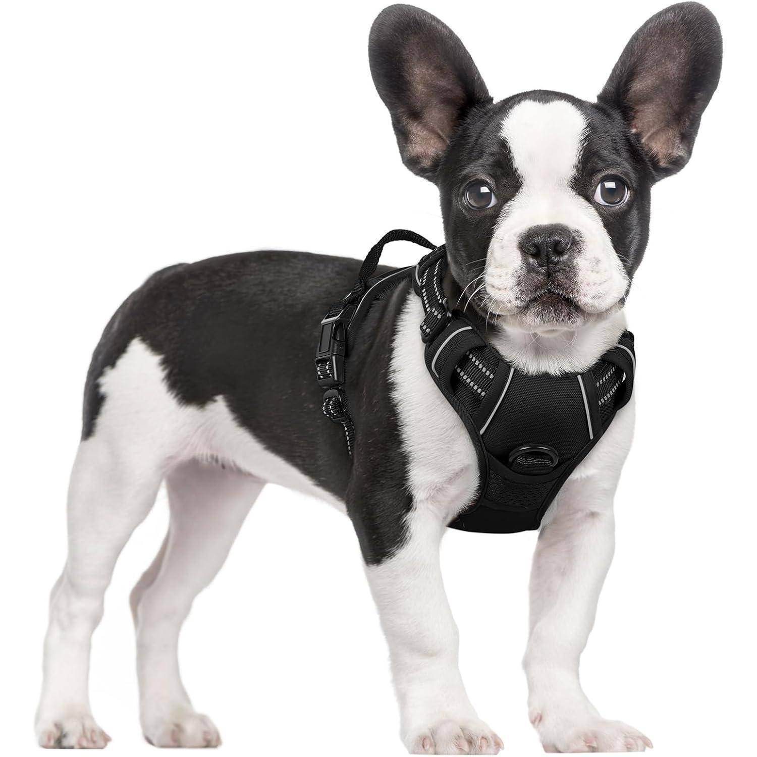 Ein kleiner schwarz-weißer Hund mit großen Ohren, der einen Geschirr trägt, steht aufmerksam.