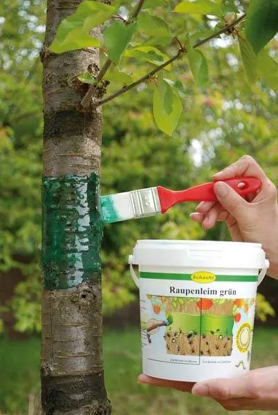 Raupenleim 1 kg - der Ideale Schutz für Ihre Bäume