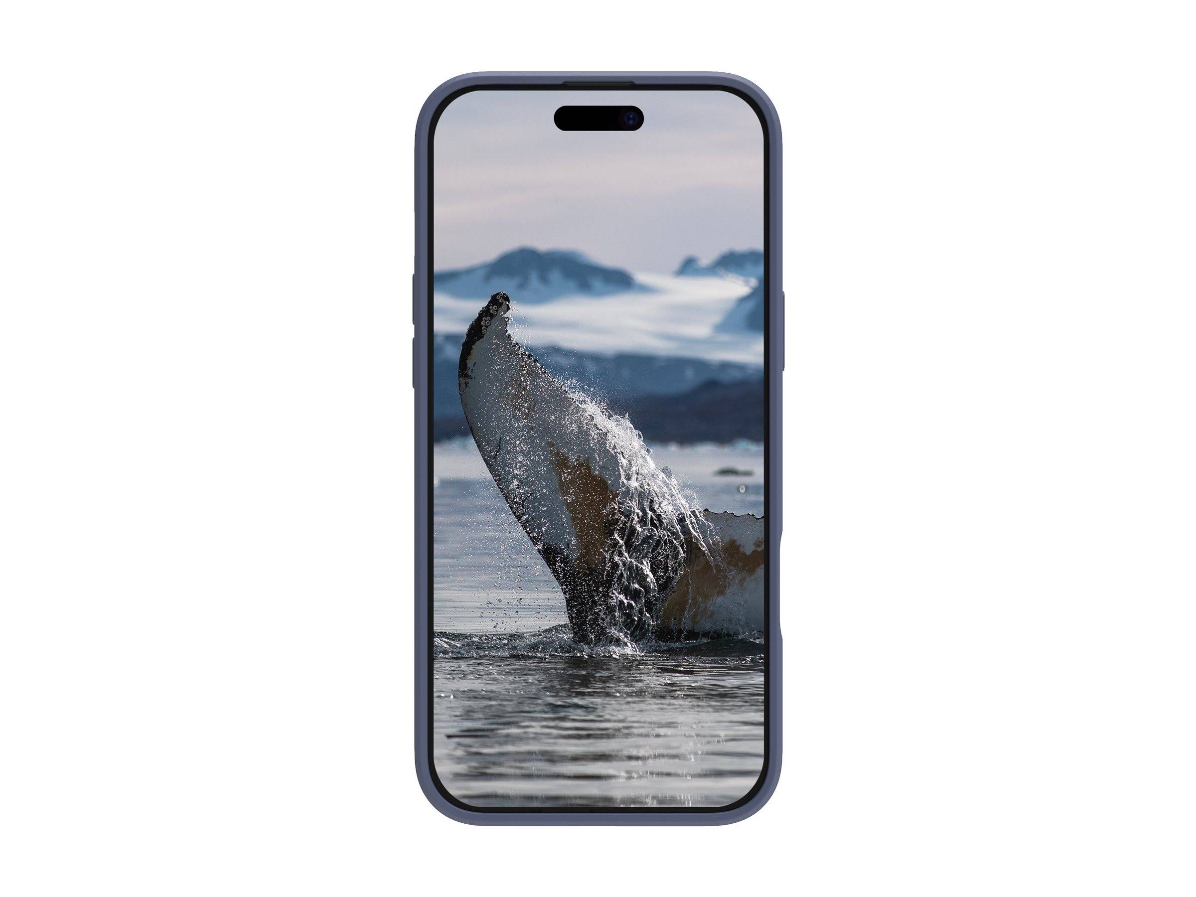 Ein Smartphone zeigt ein Foto eines Walenschwanzes, der Wasser im Ozean spritzt, mit schneebedeckten Bergen im Hintergrund.