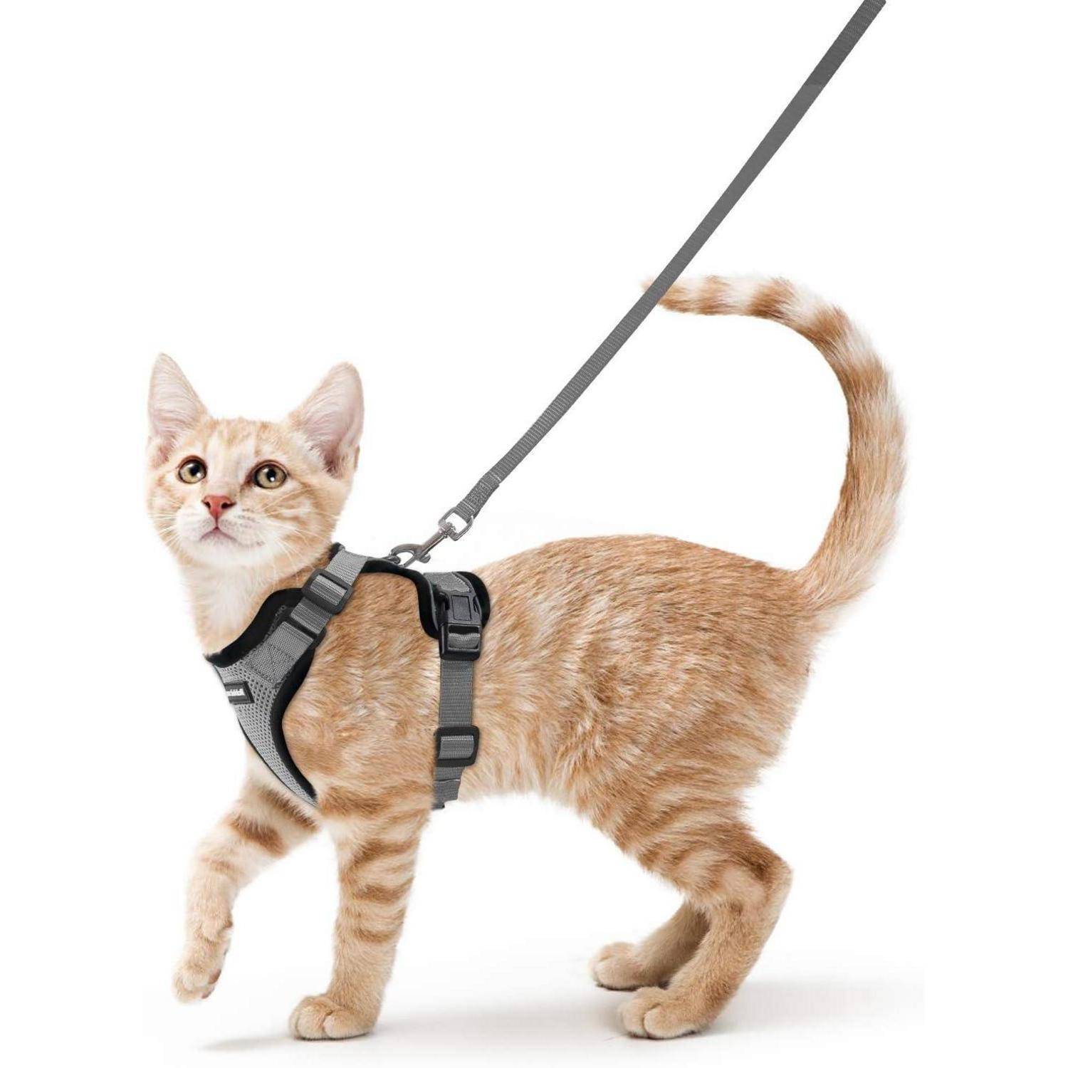 Eine rote Tabby-Katze an einer grauen Leine und in einem Geschirr steht aufmerksam und blickt nach vorn.